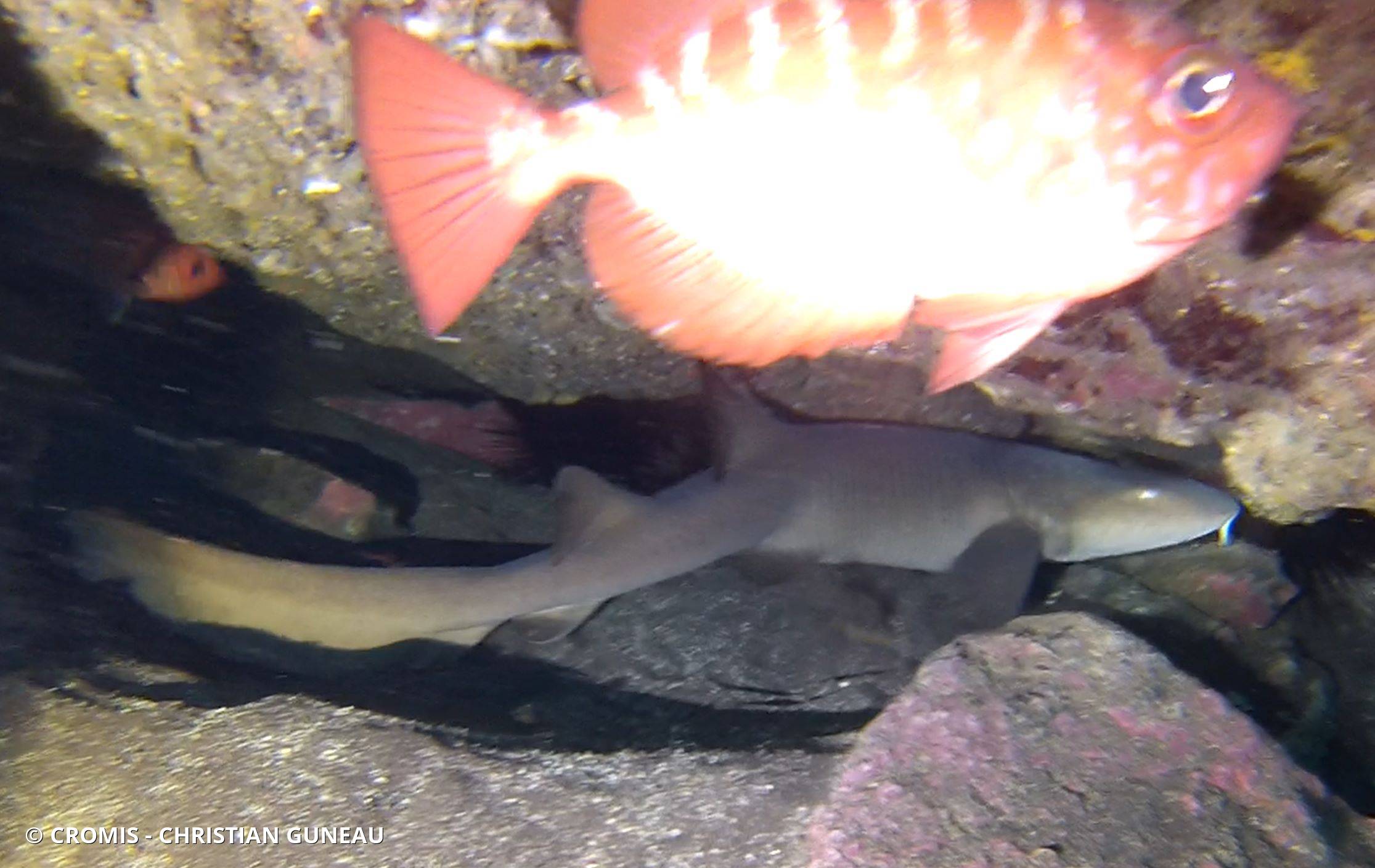 Requin nourrice atlantique