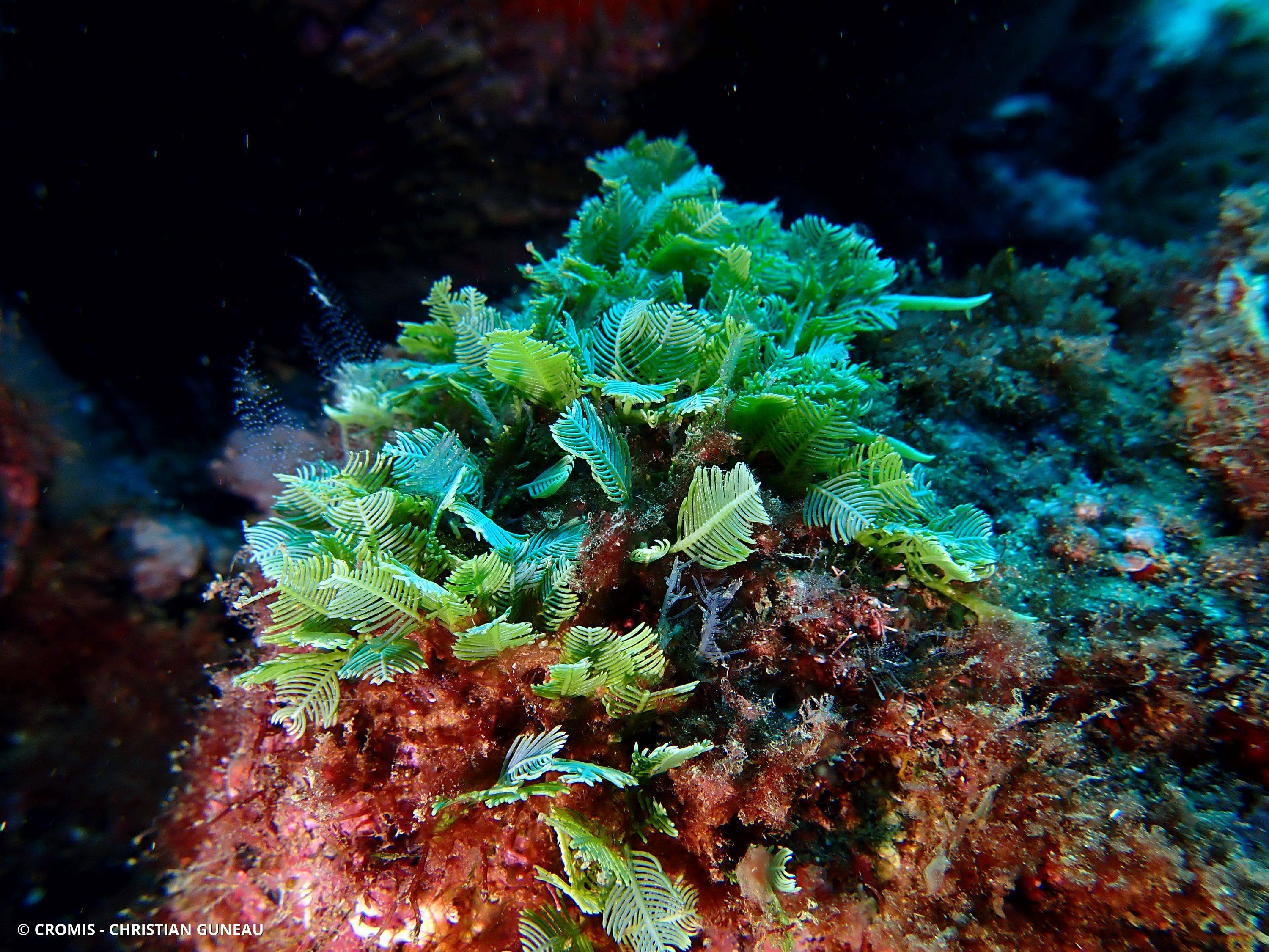 Caulerpe plume