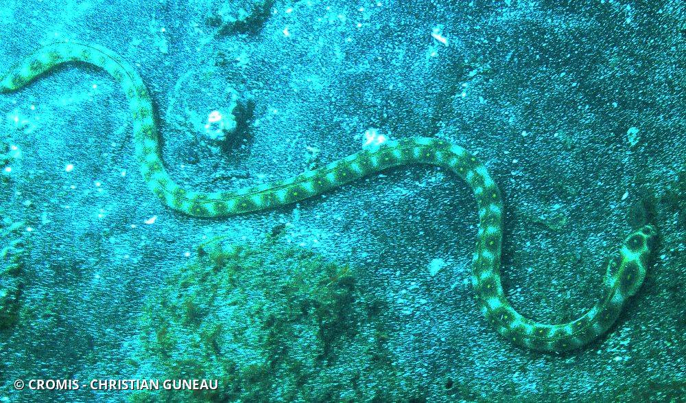 Serpentine léopard
