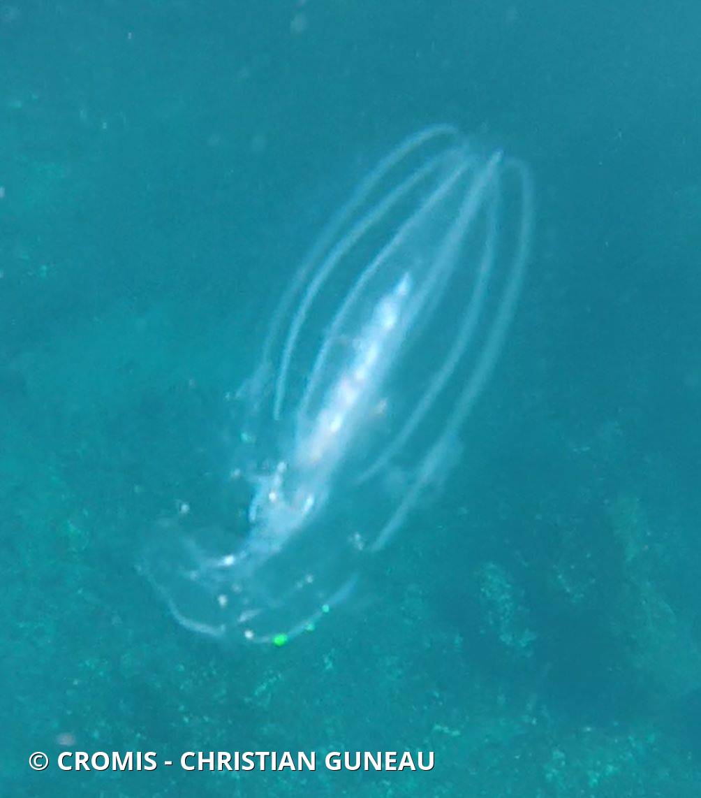 Leucothéa