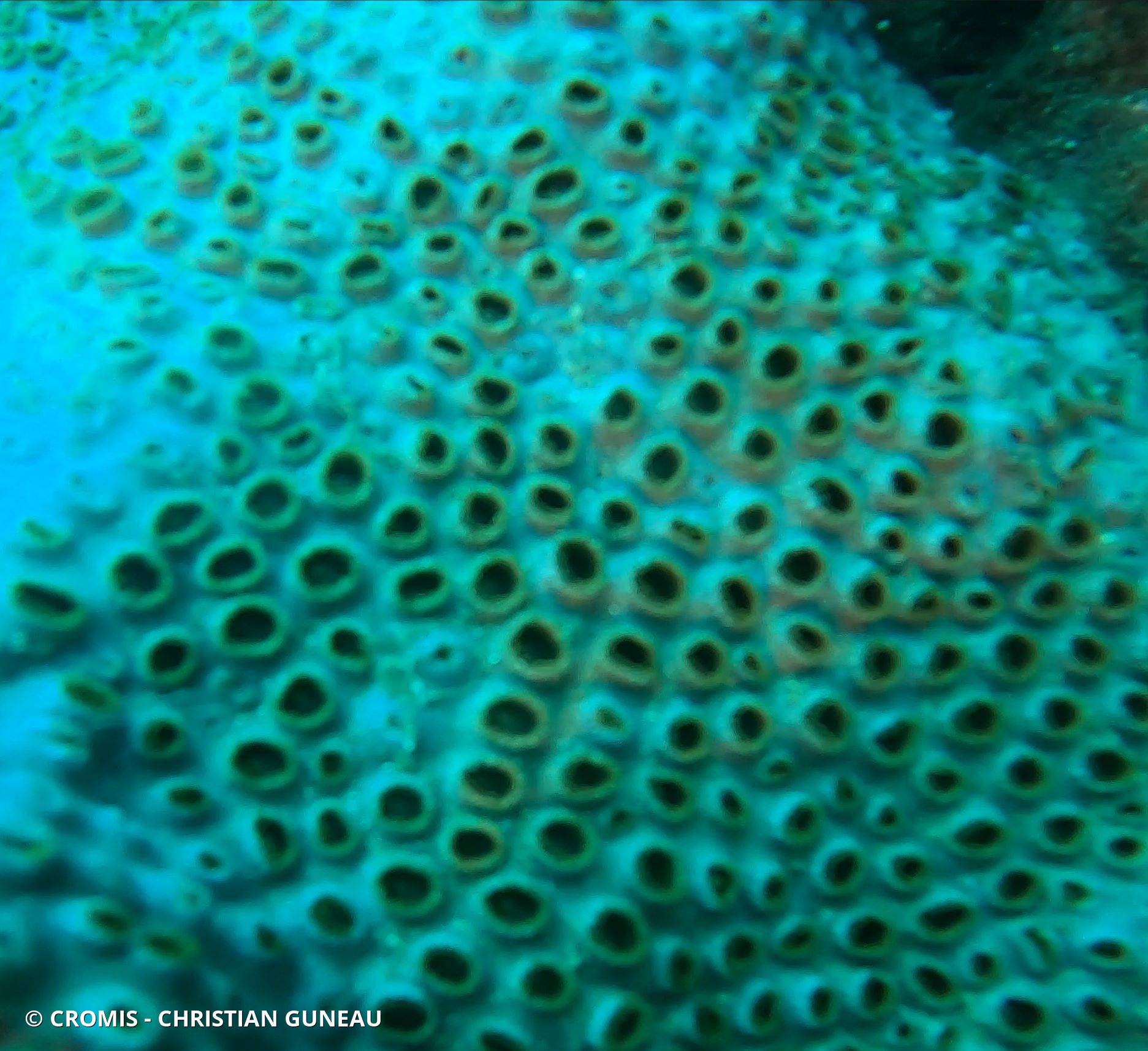 Zoanthaire caraïbe brun