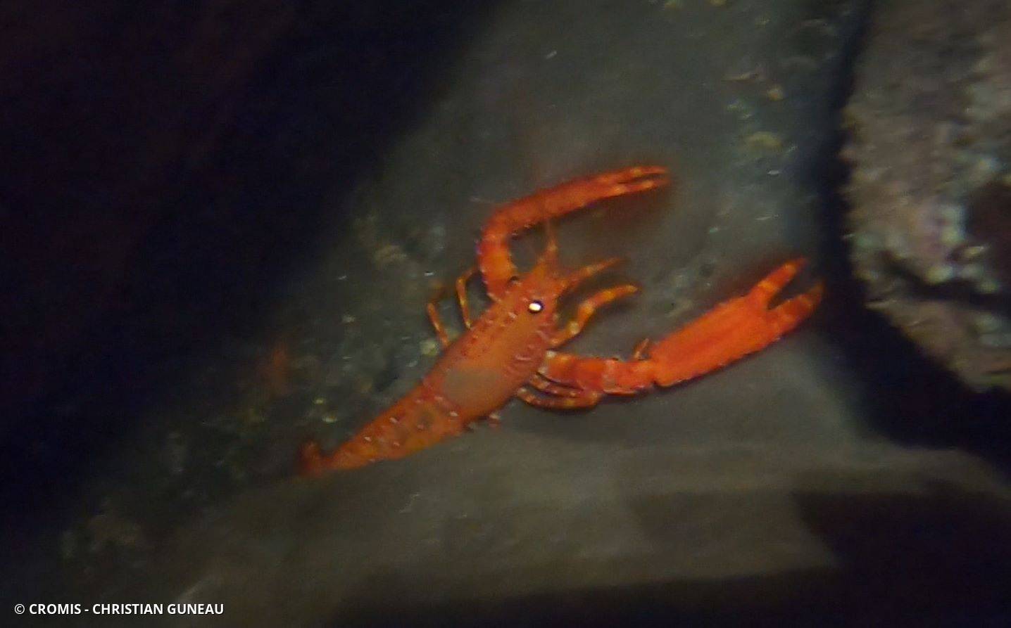 Homard des Antilles