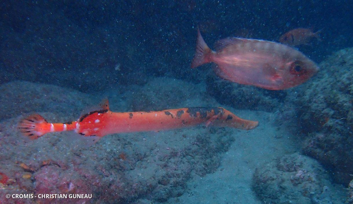 Poisson-trompette atlantique