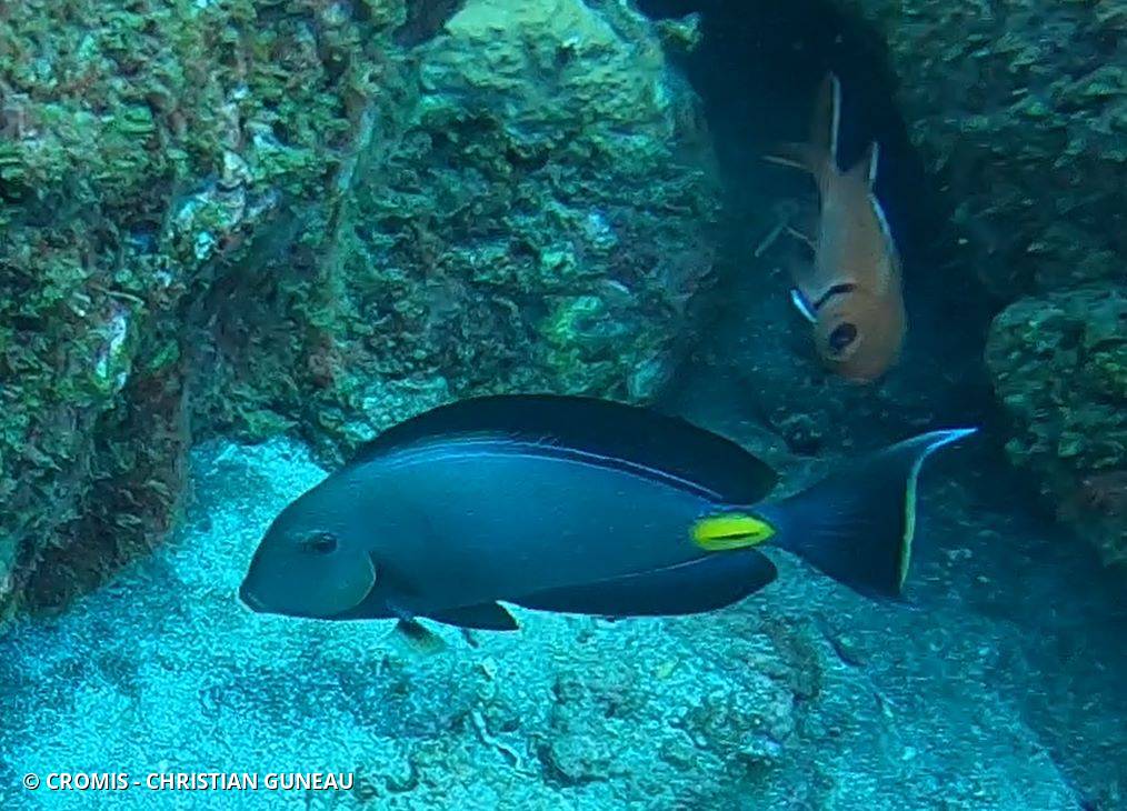 Poisson-chirurgien de Monrovia