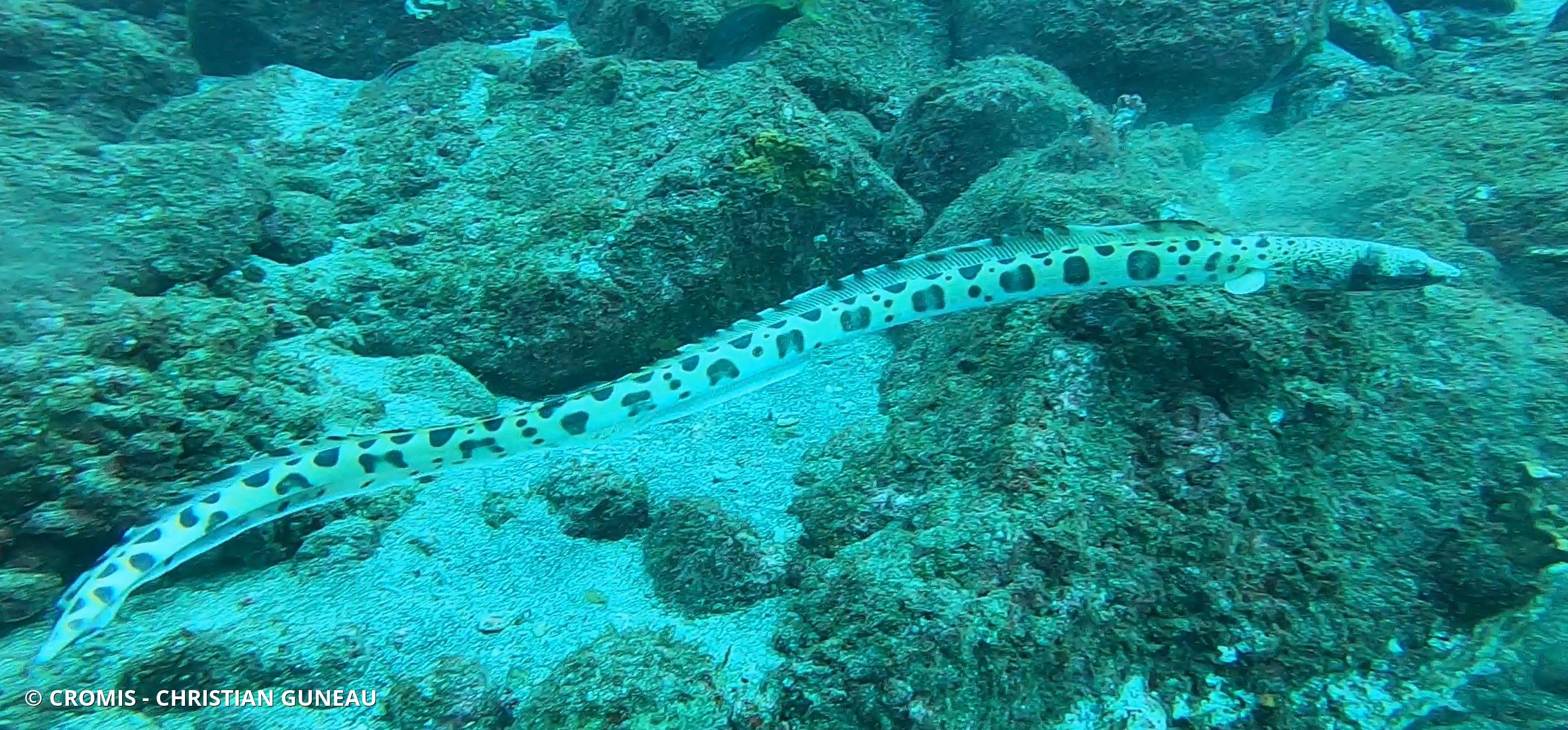 Serpenton tacheté