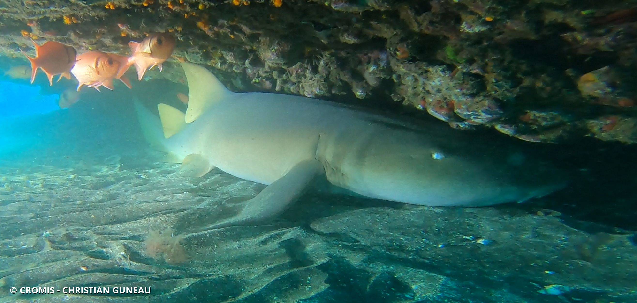 Requin nourrice atlantique
