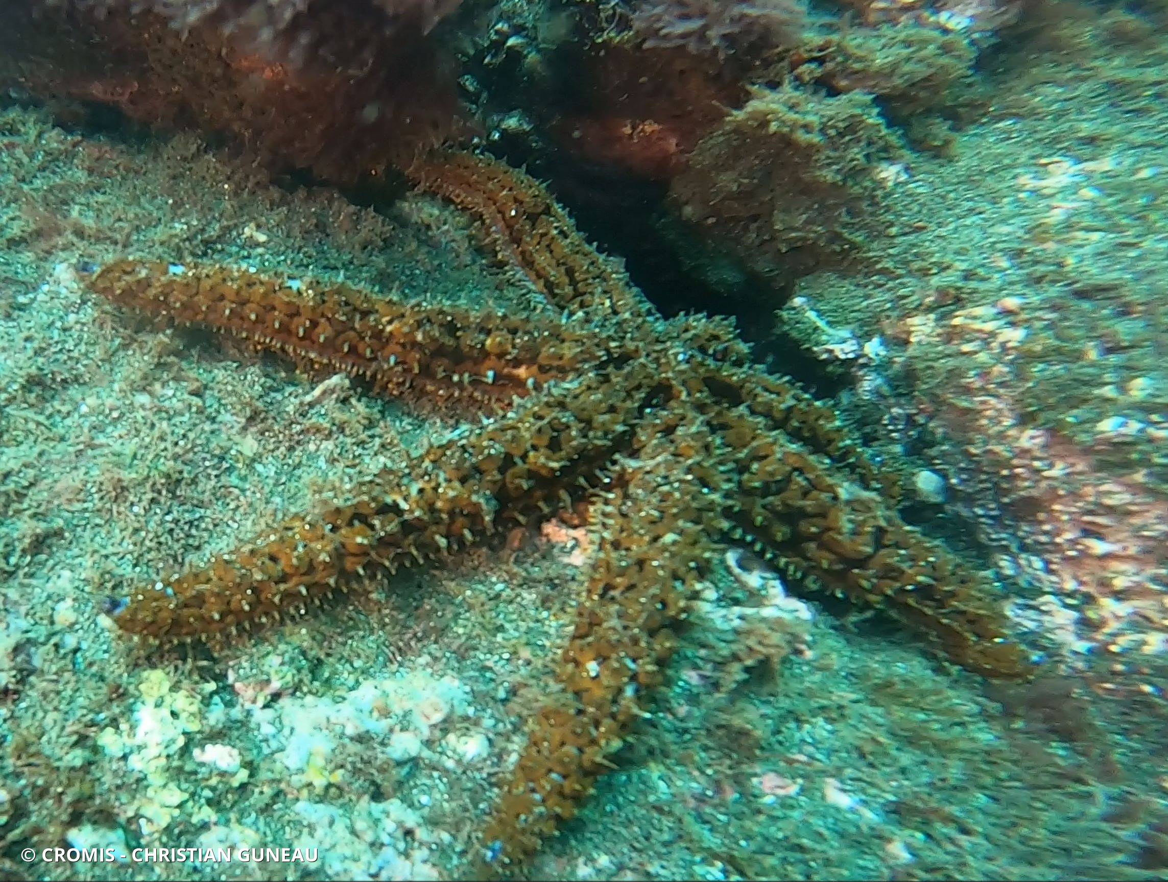 Etoile de mer épineuse