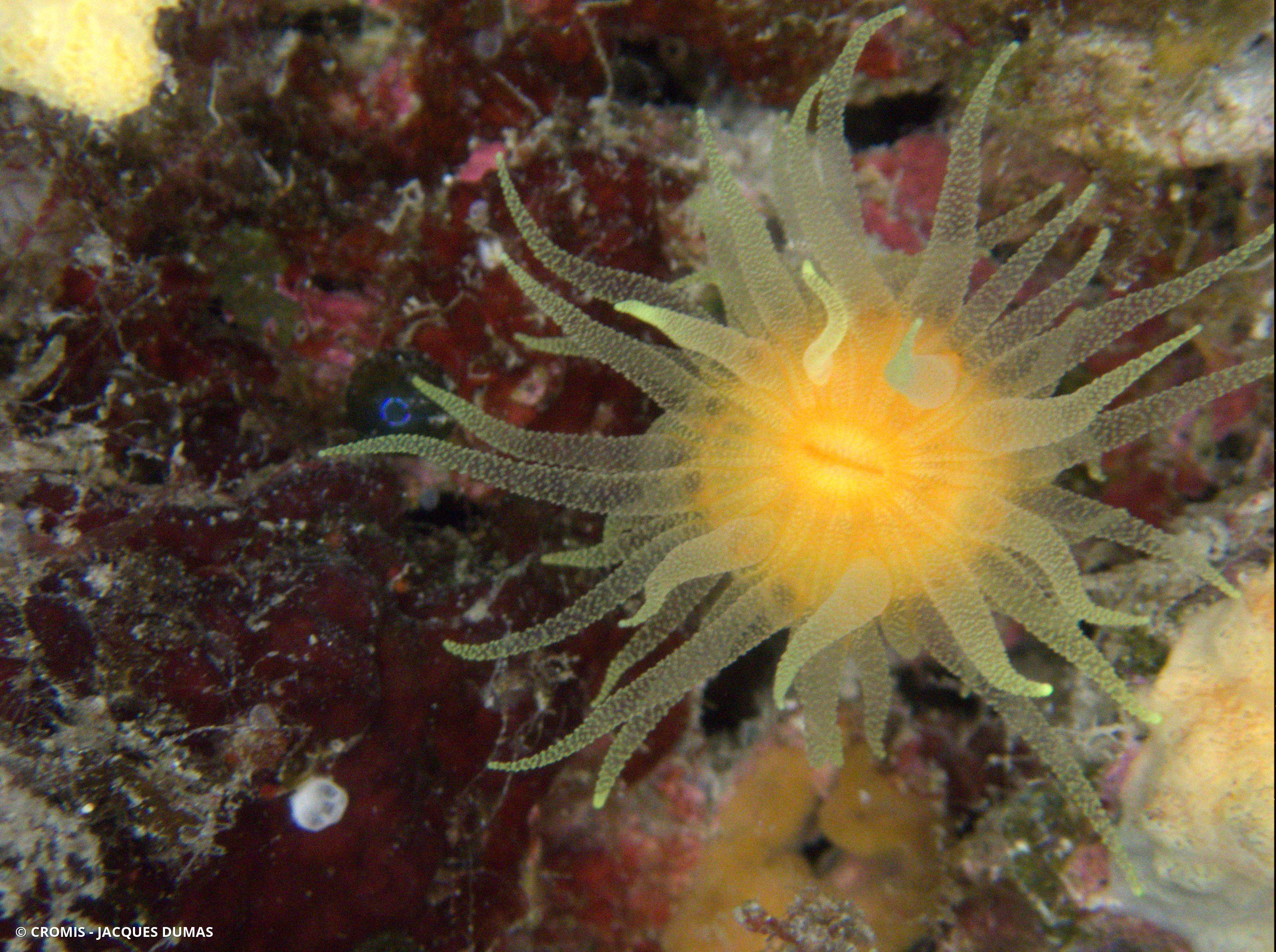Corail jaune solitaire