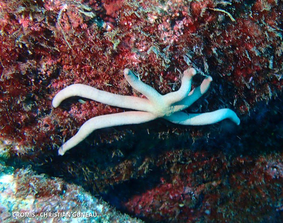 Etoile comète de Floride