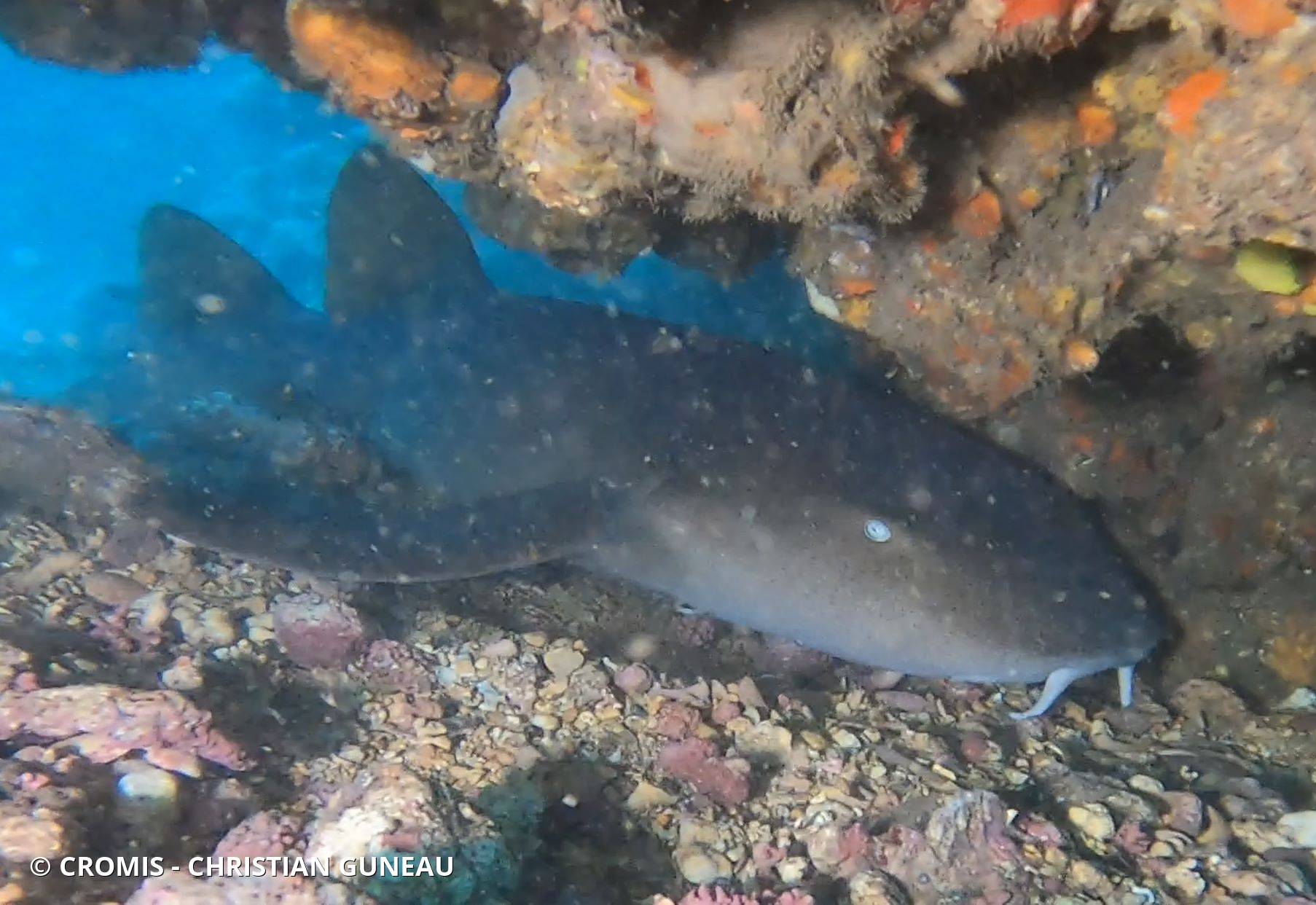 Requin nourrice atlantique