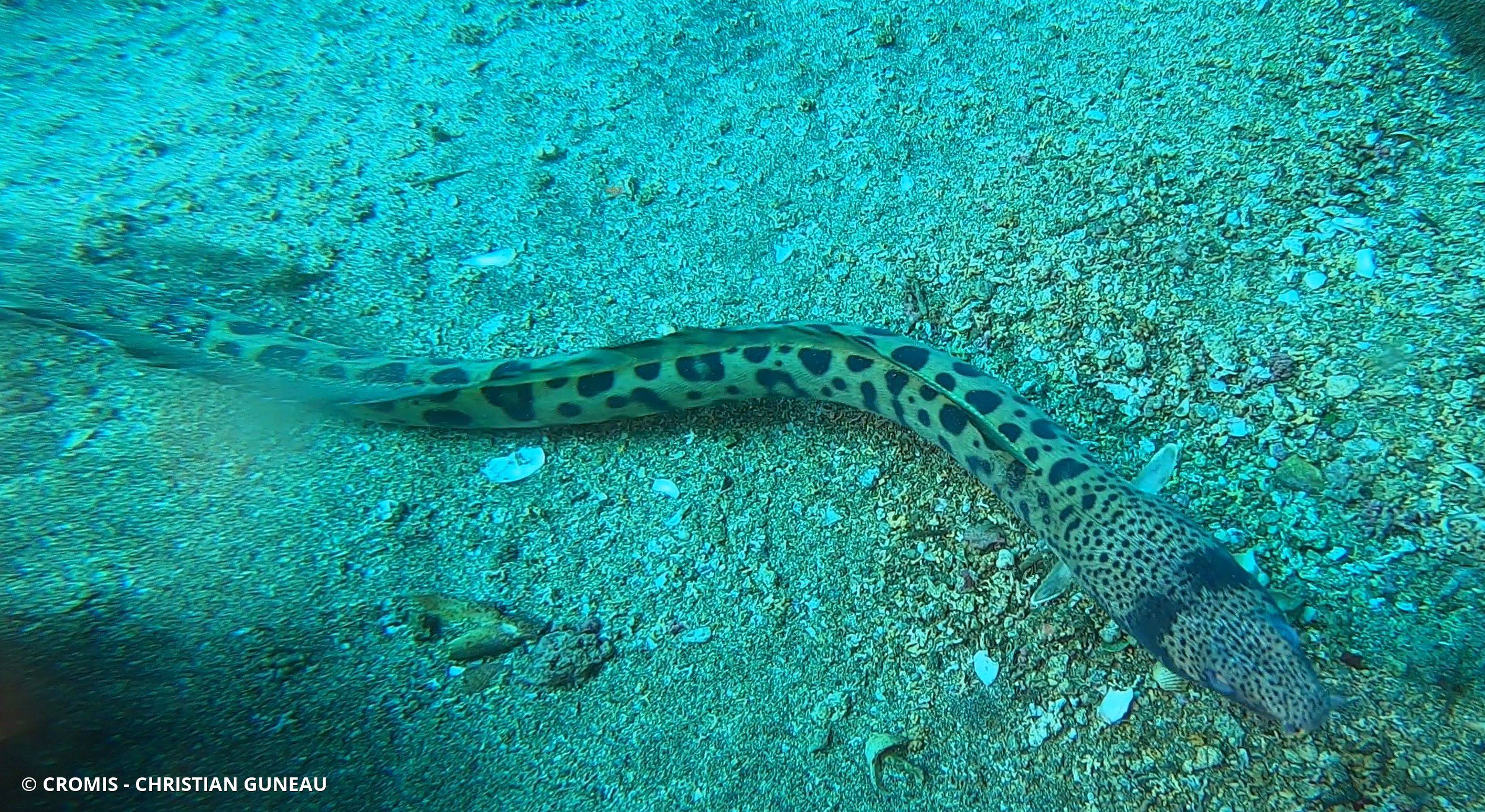 Serpenton tacheté