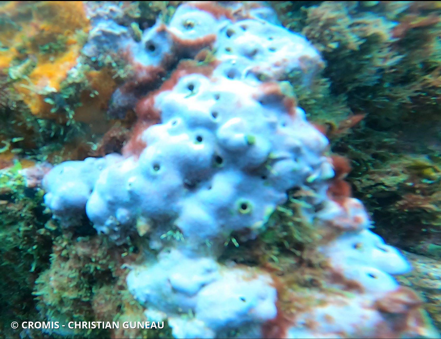 Ircinie variable