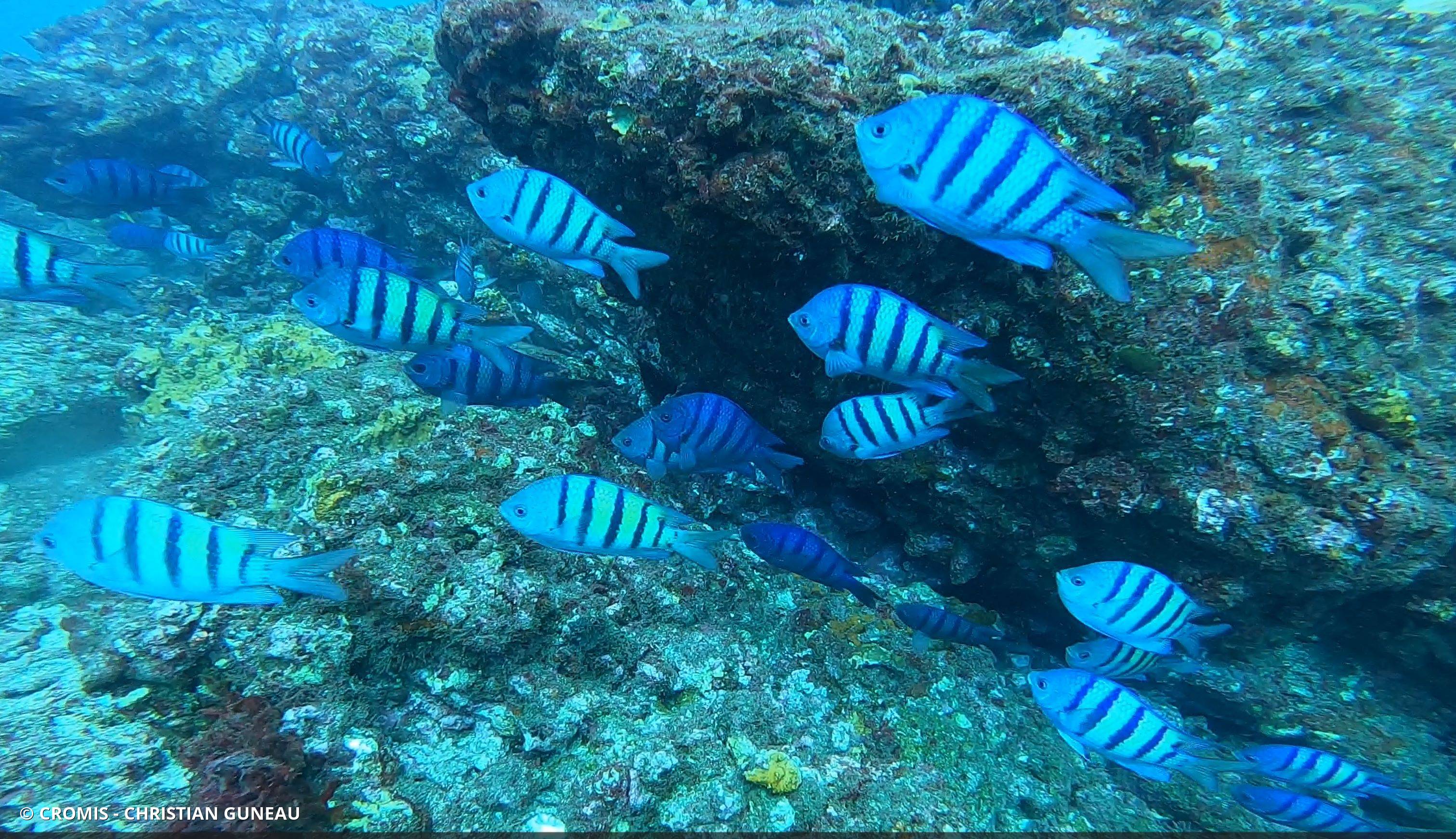 Sergent-major des Antilles
