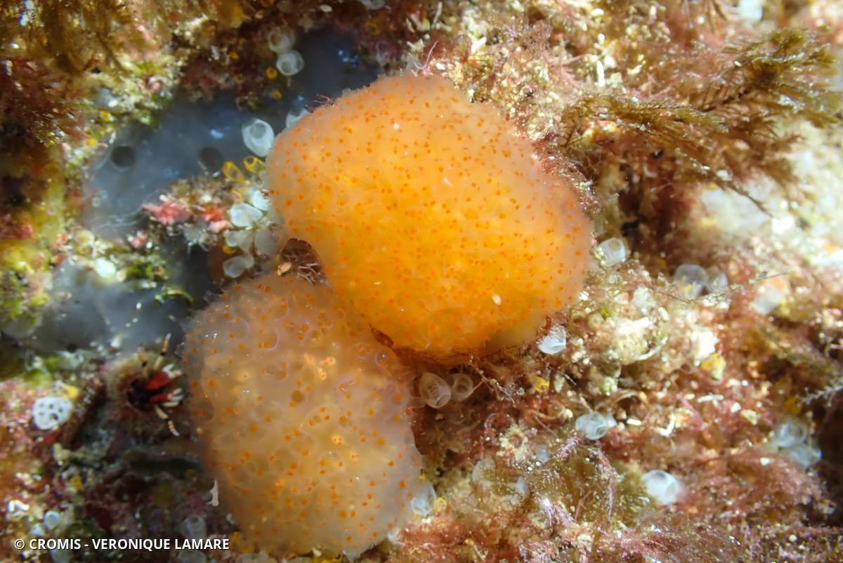Pseudodistoma corse