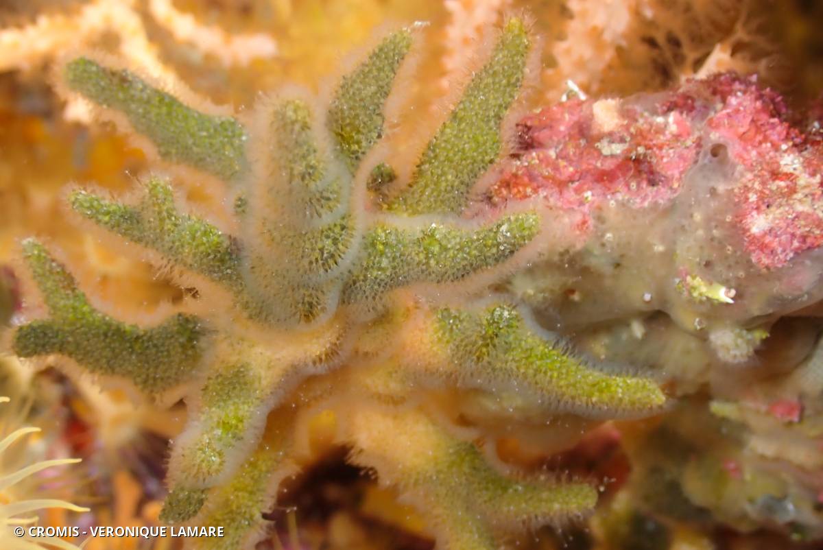 Turbicellépore cornu de Méditerranée