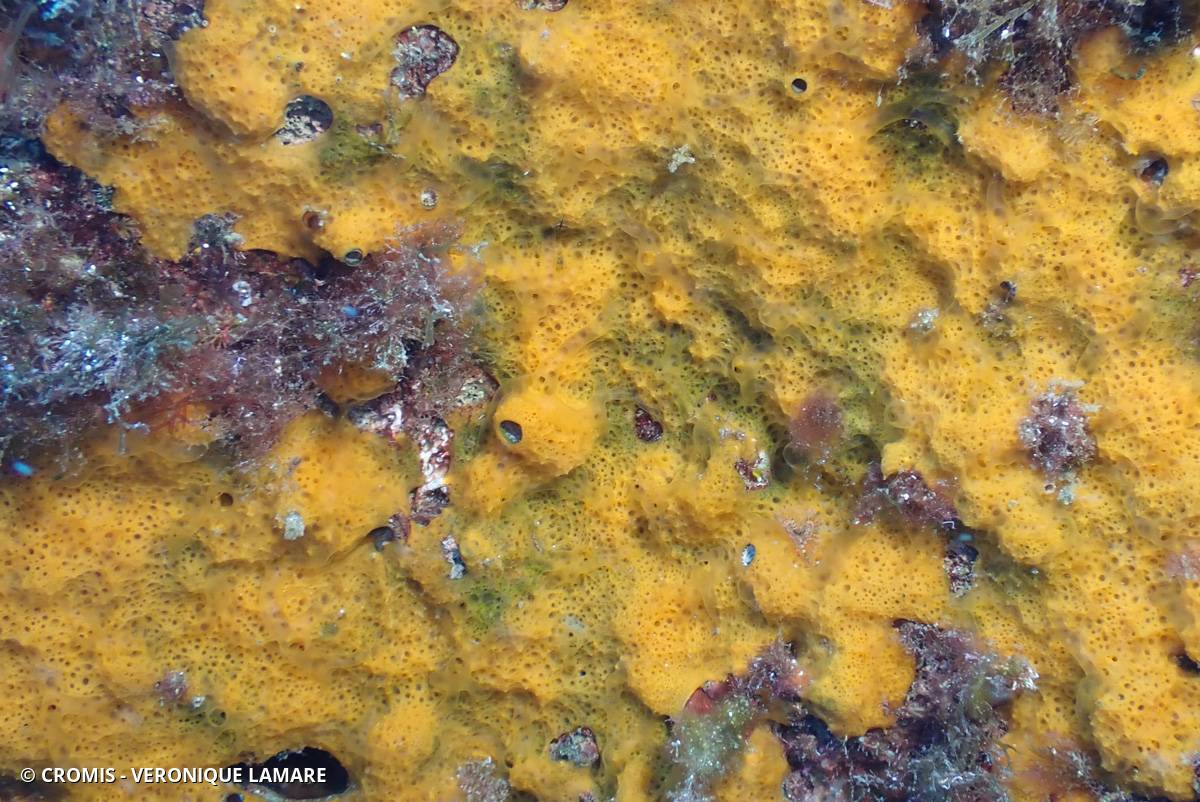 Scopaline ocre