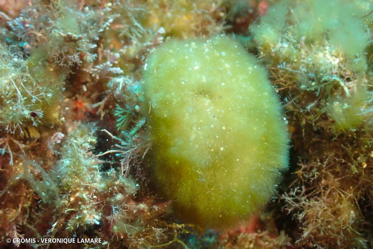Discosporangium mesarthrocarpum