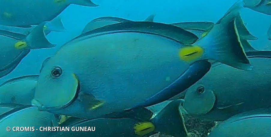 Poisson-chirurgien de Monrovia