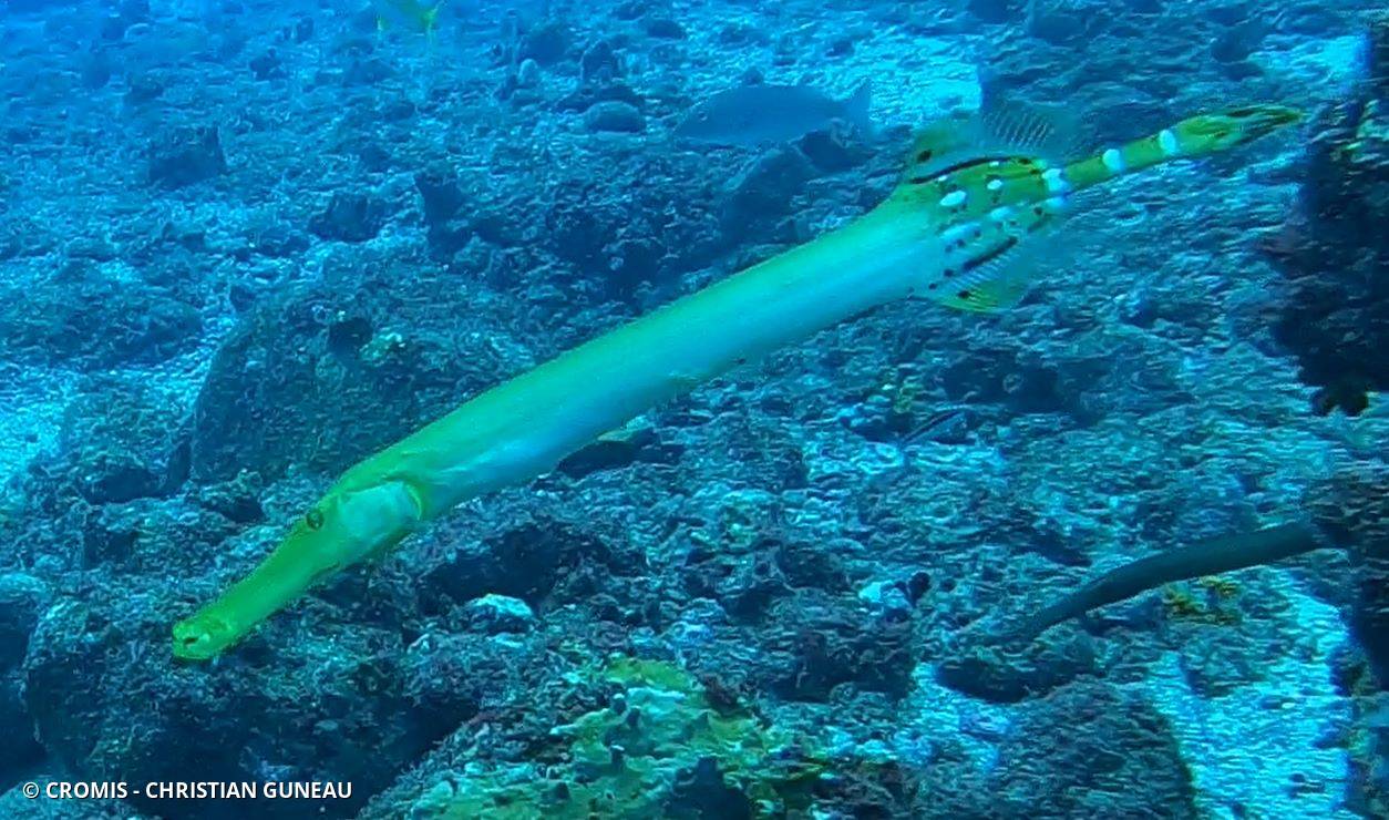 Poisson-trompette atlantique