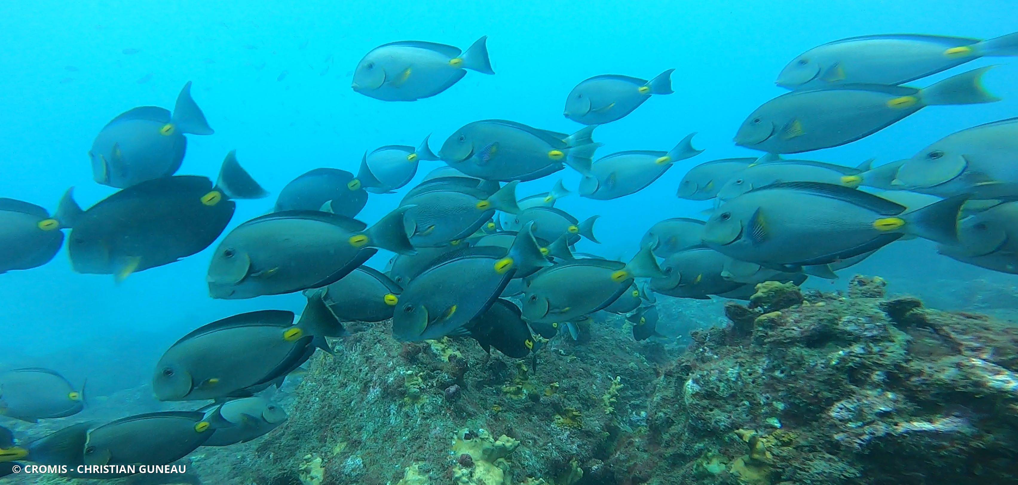 Poisson-chirurgien de Monrovia