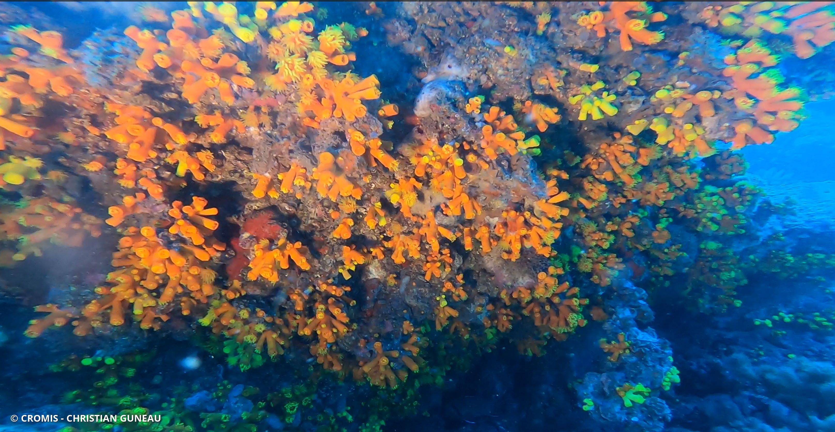 Tubastrée orange