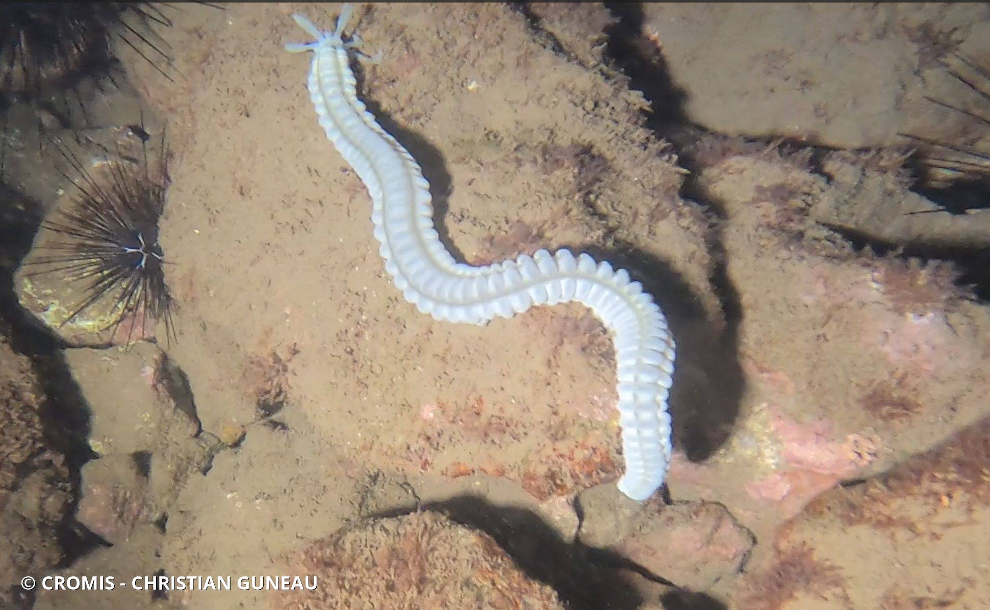 Holothurie serpent collante antillaise