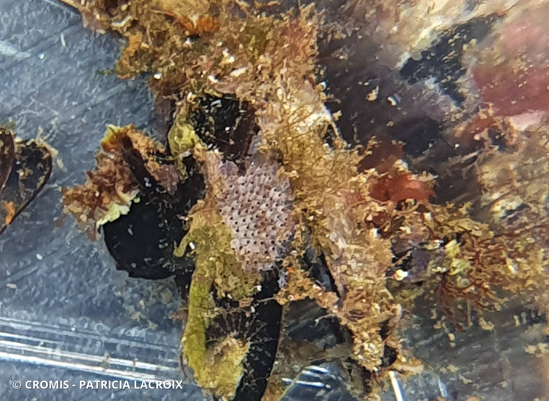 Serpule triangulaire