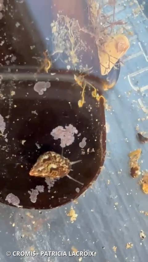 Columbelle rustique
