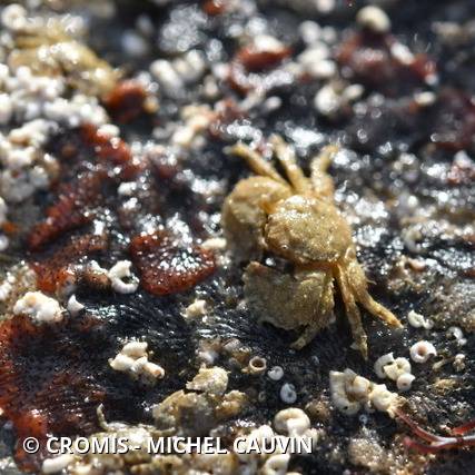 Crabe porcelaine à longues pinces