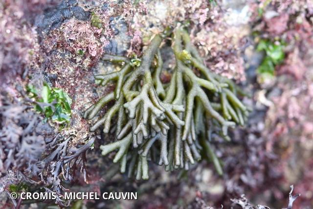Codium tomenteux