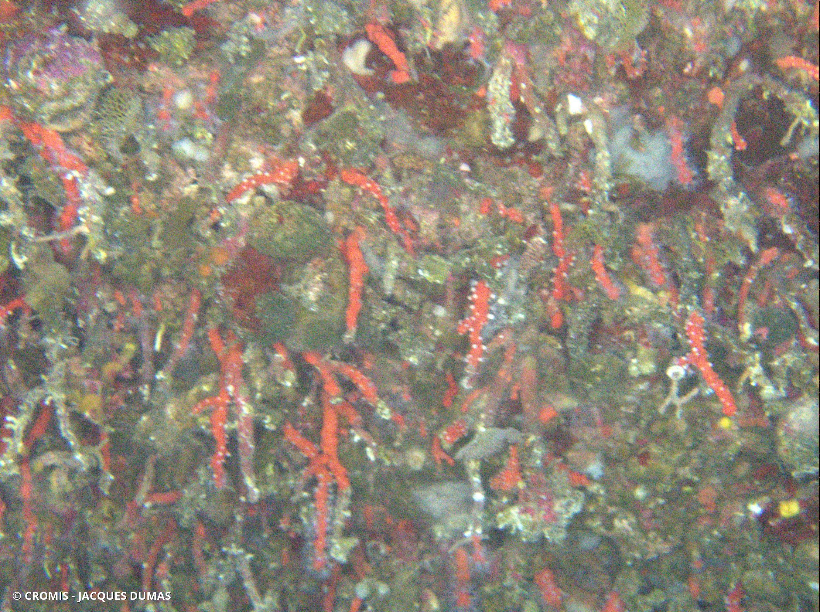 Corail rouge de Méditerranée
