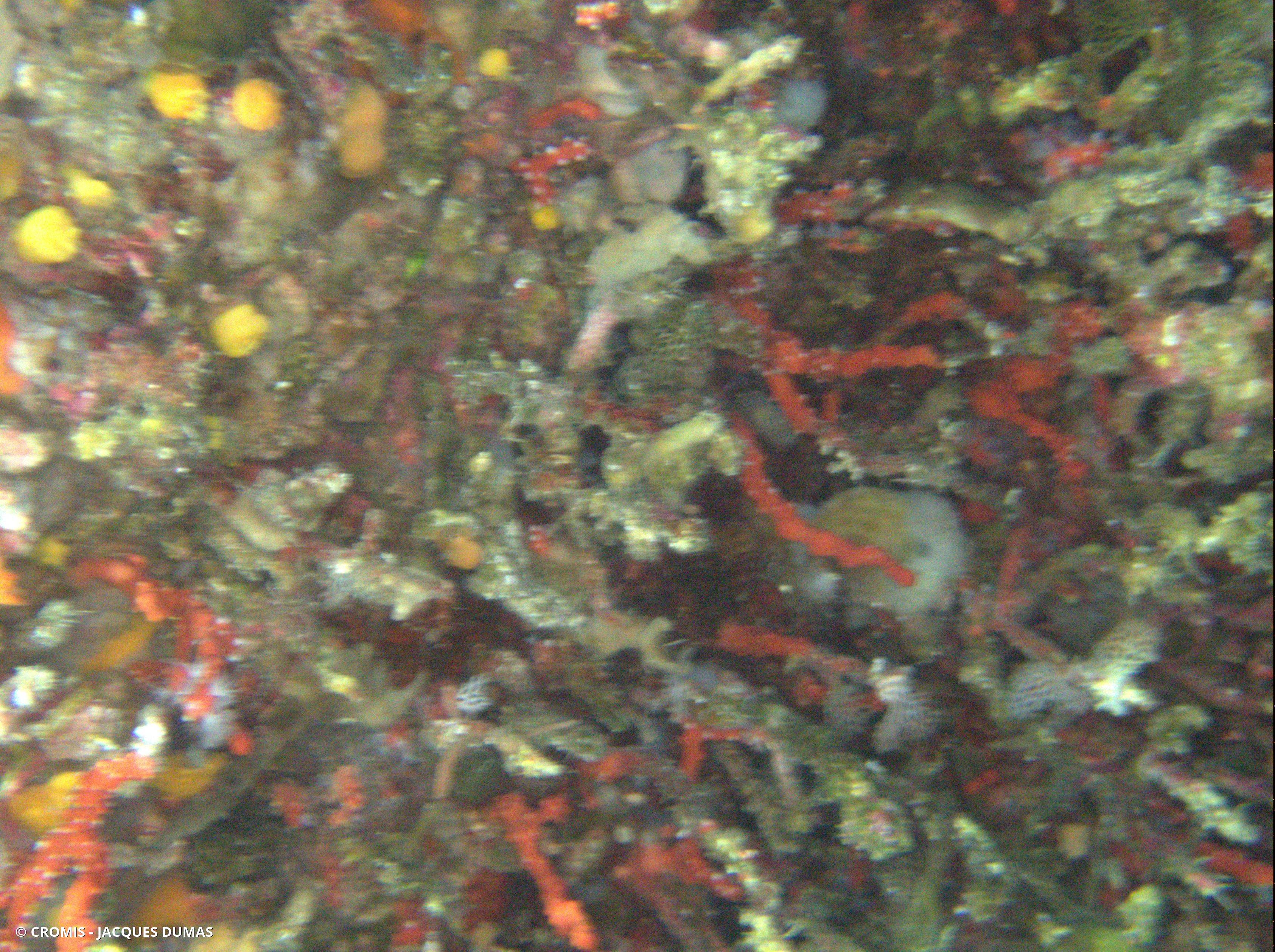 Corail rouge de Méditerranée