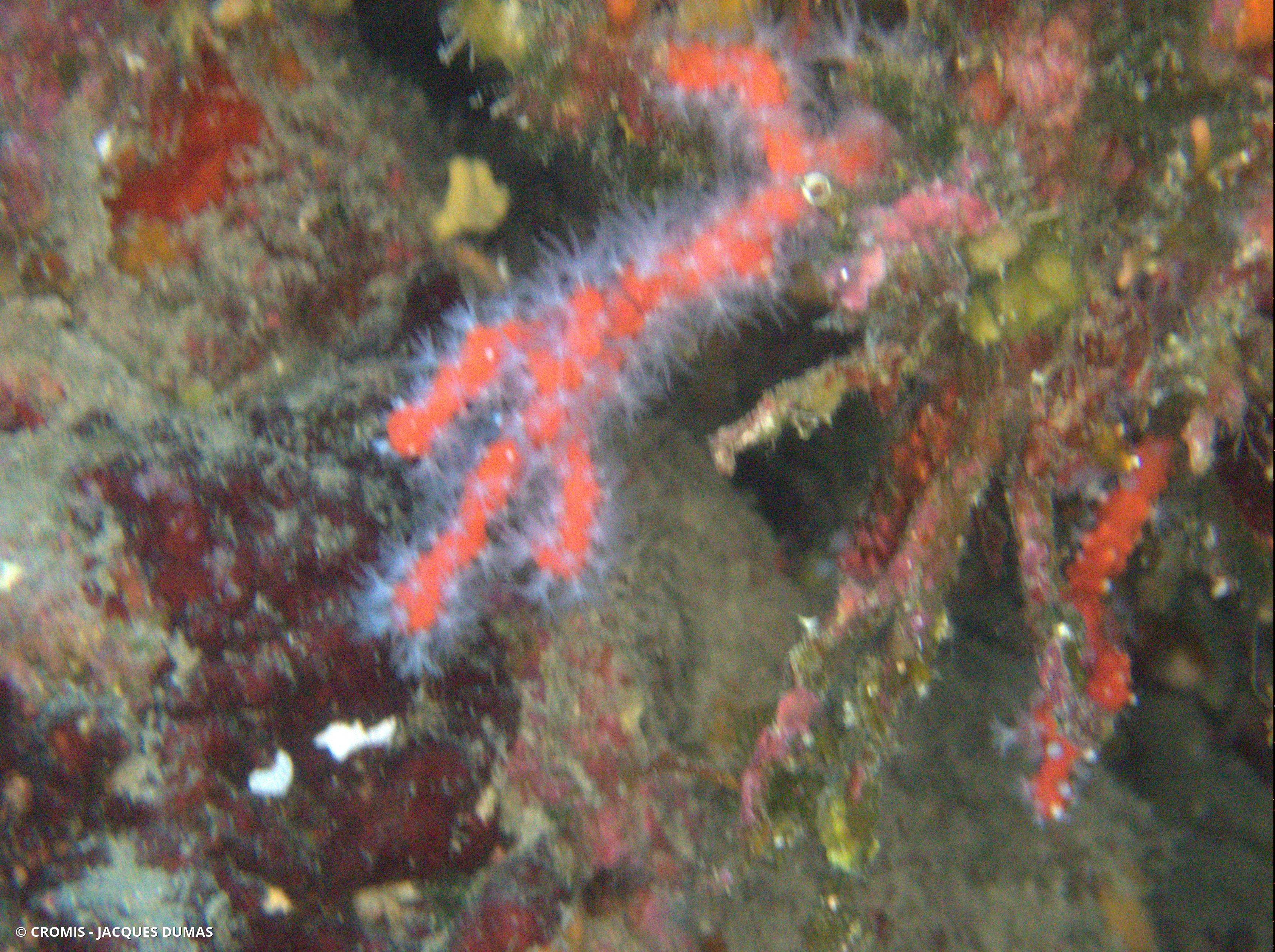Corail rouge de Méditerranée