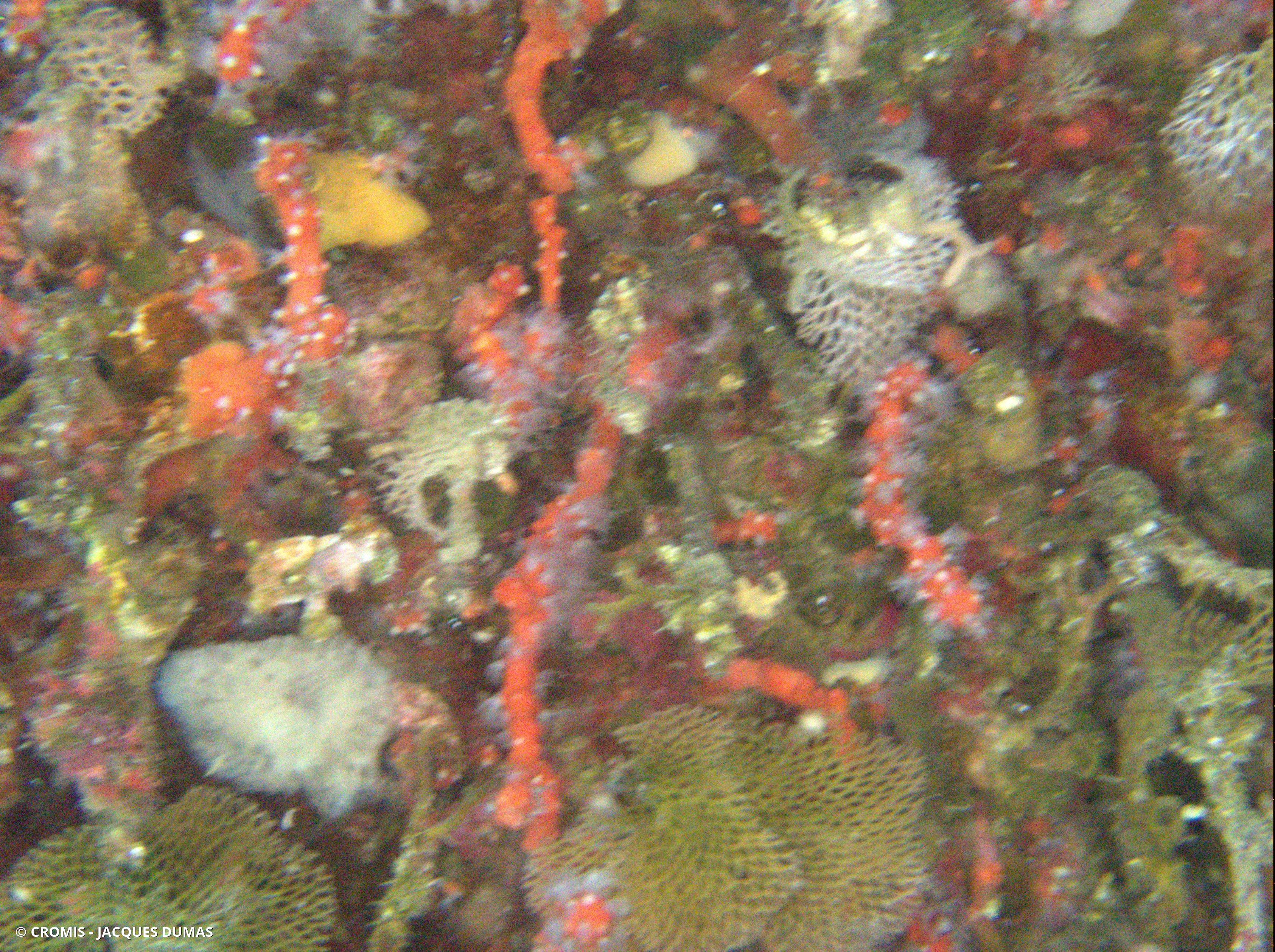 Corail rouge de Méditerranée