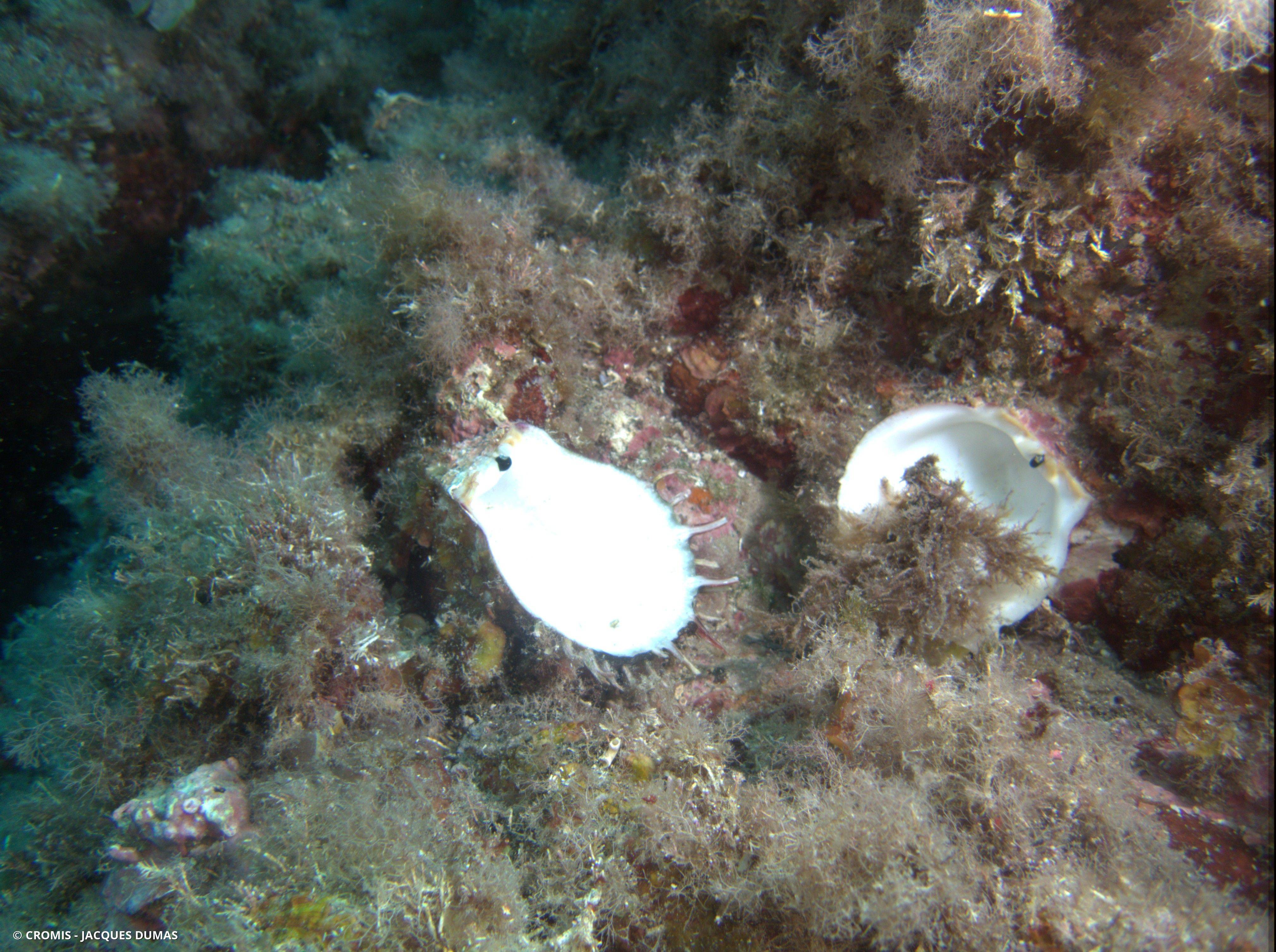 Spondyle pied-d'âne