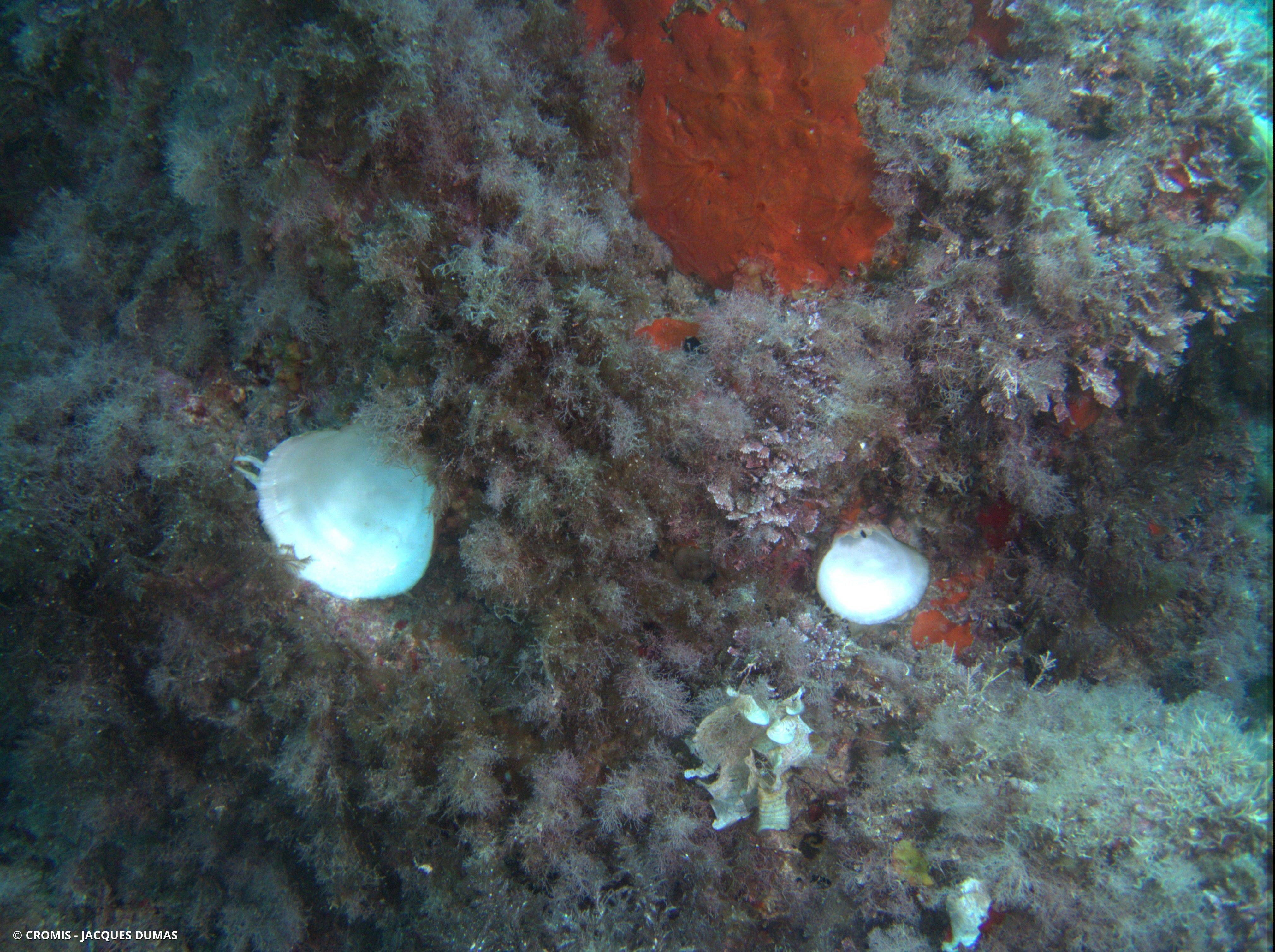 Spondyle pied-d'âne