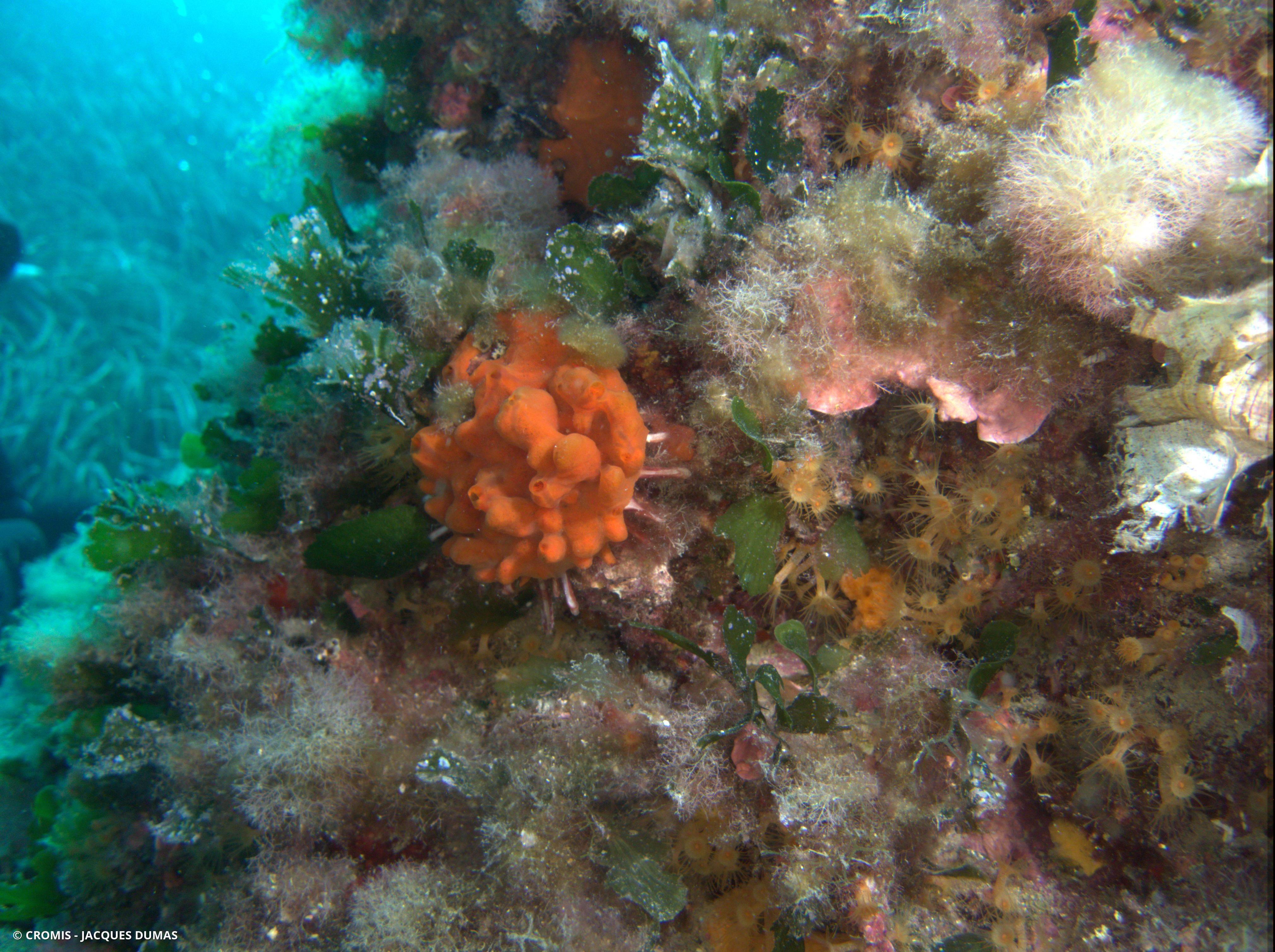 Spondyle pied-d'âne