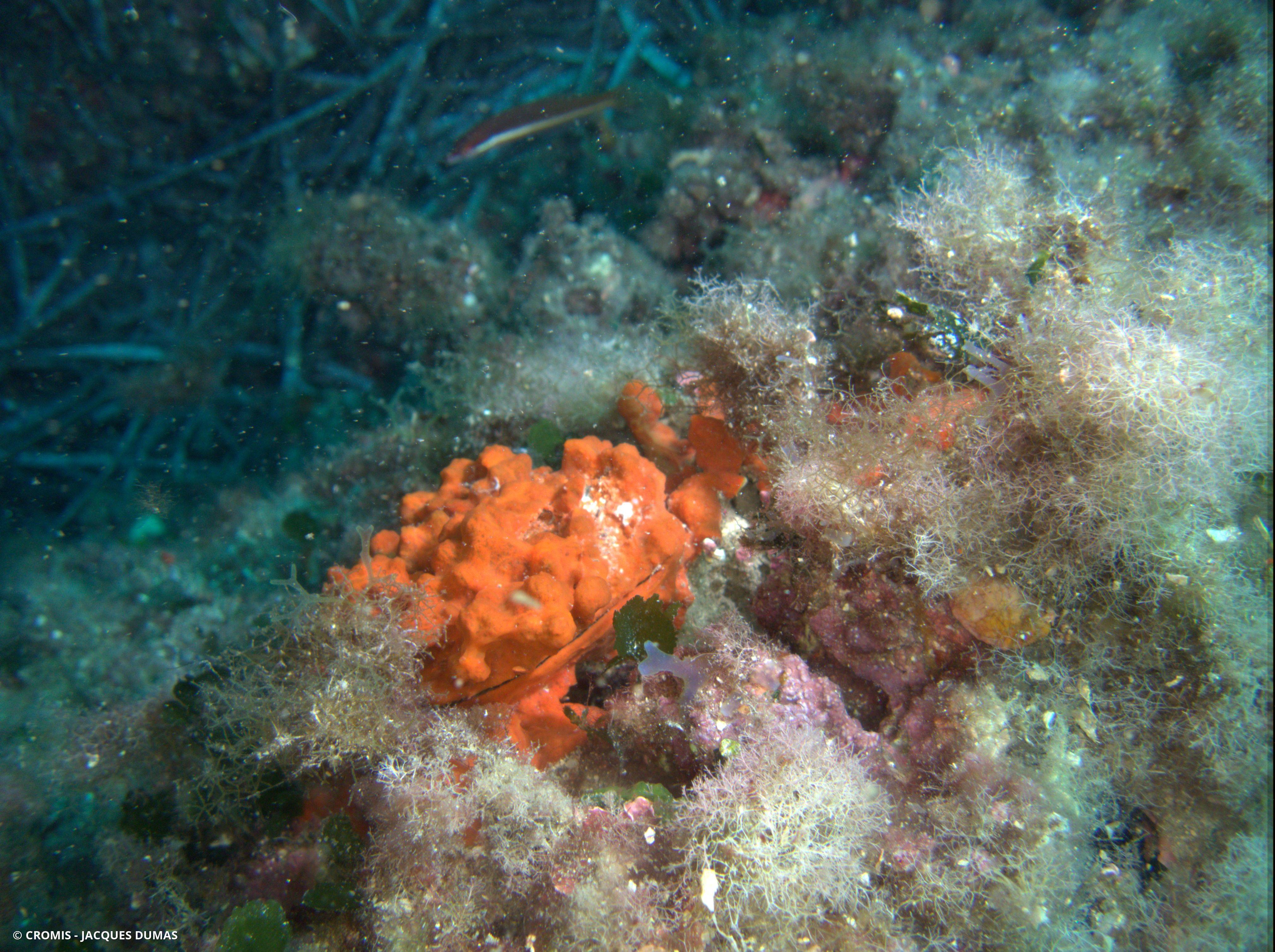 Spondyle pied-d'âne