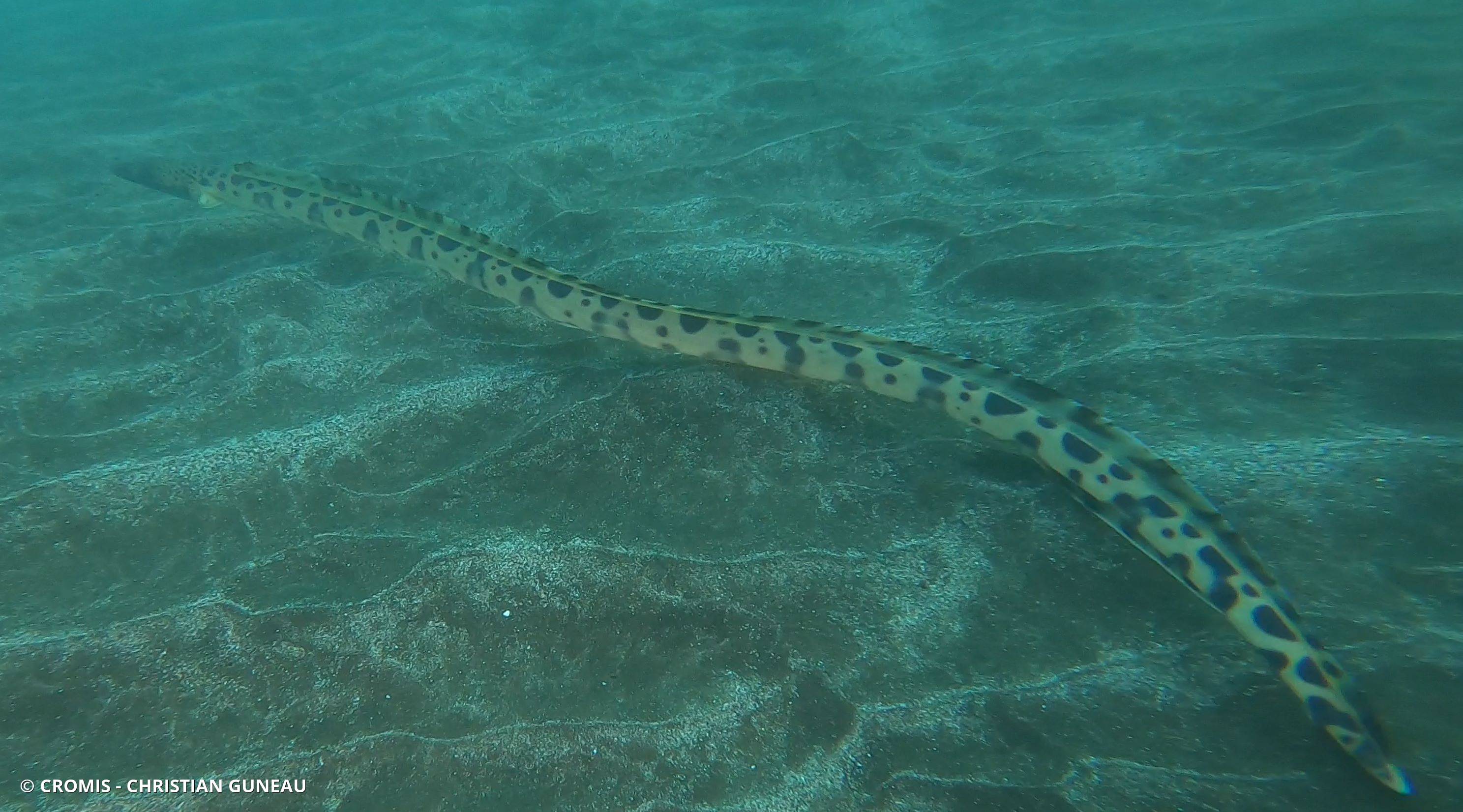 Serpenton tacheté