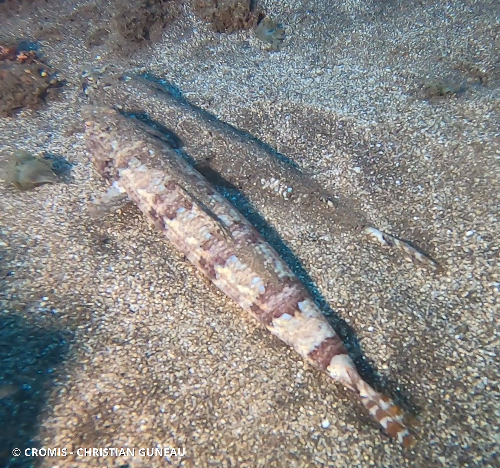 Poisson-lézard rayé