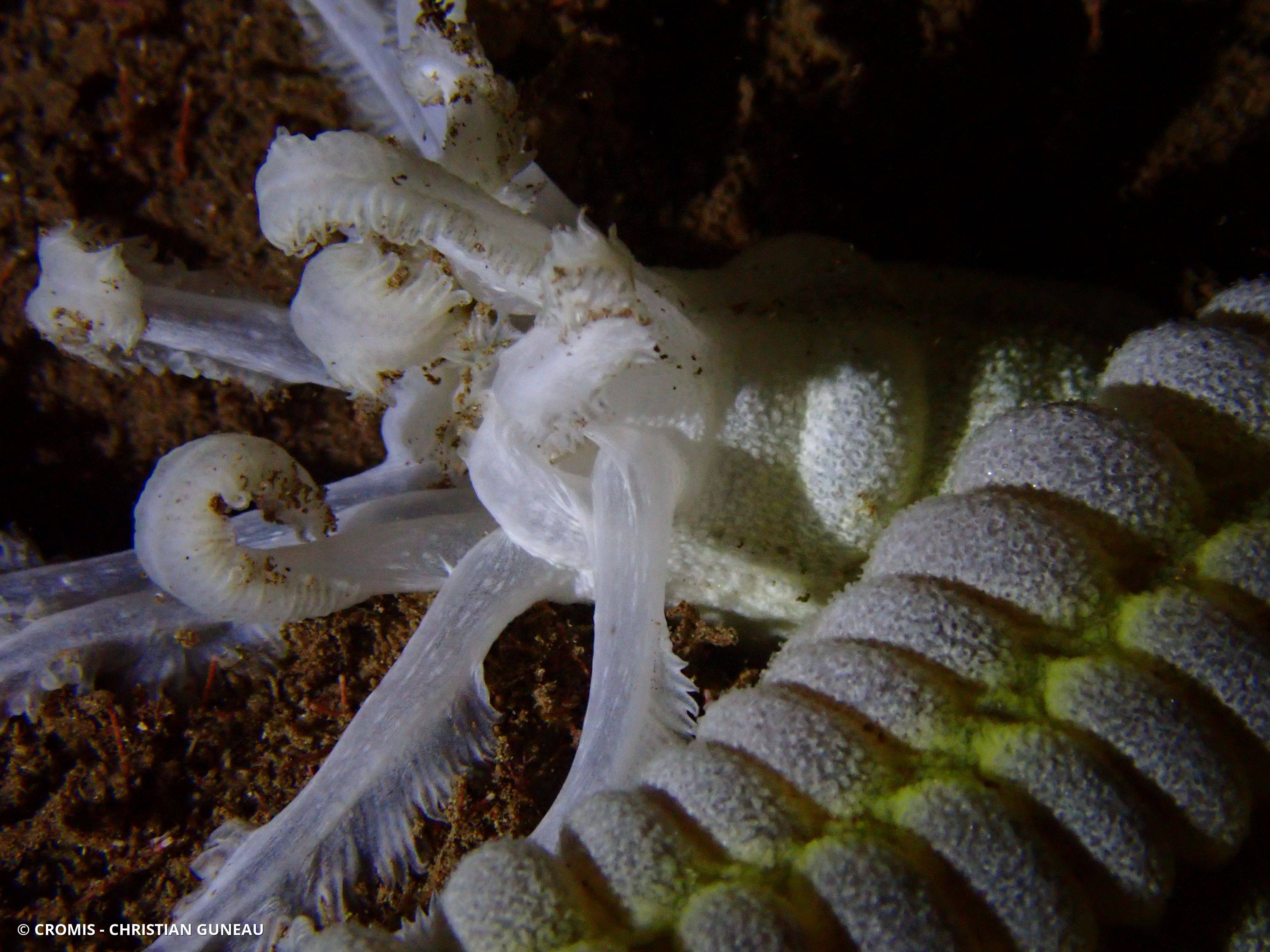Holothurie serpent collante antillaise