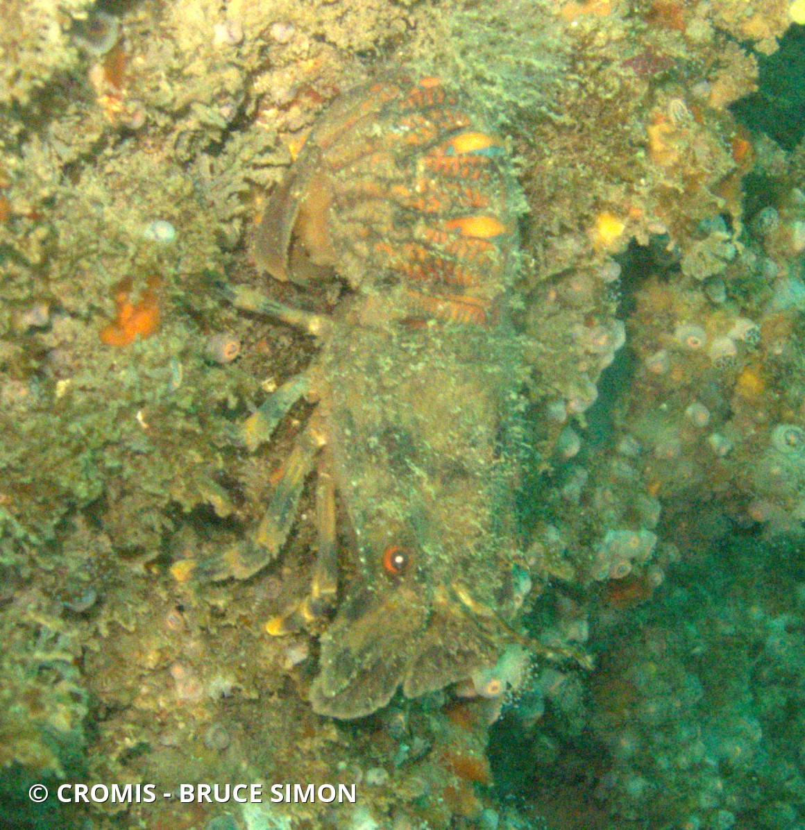 Petite cigale de mer