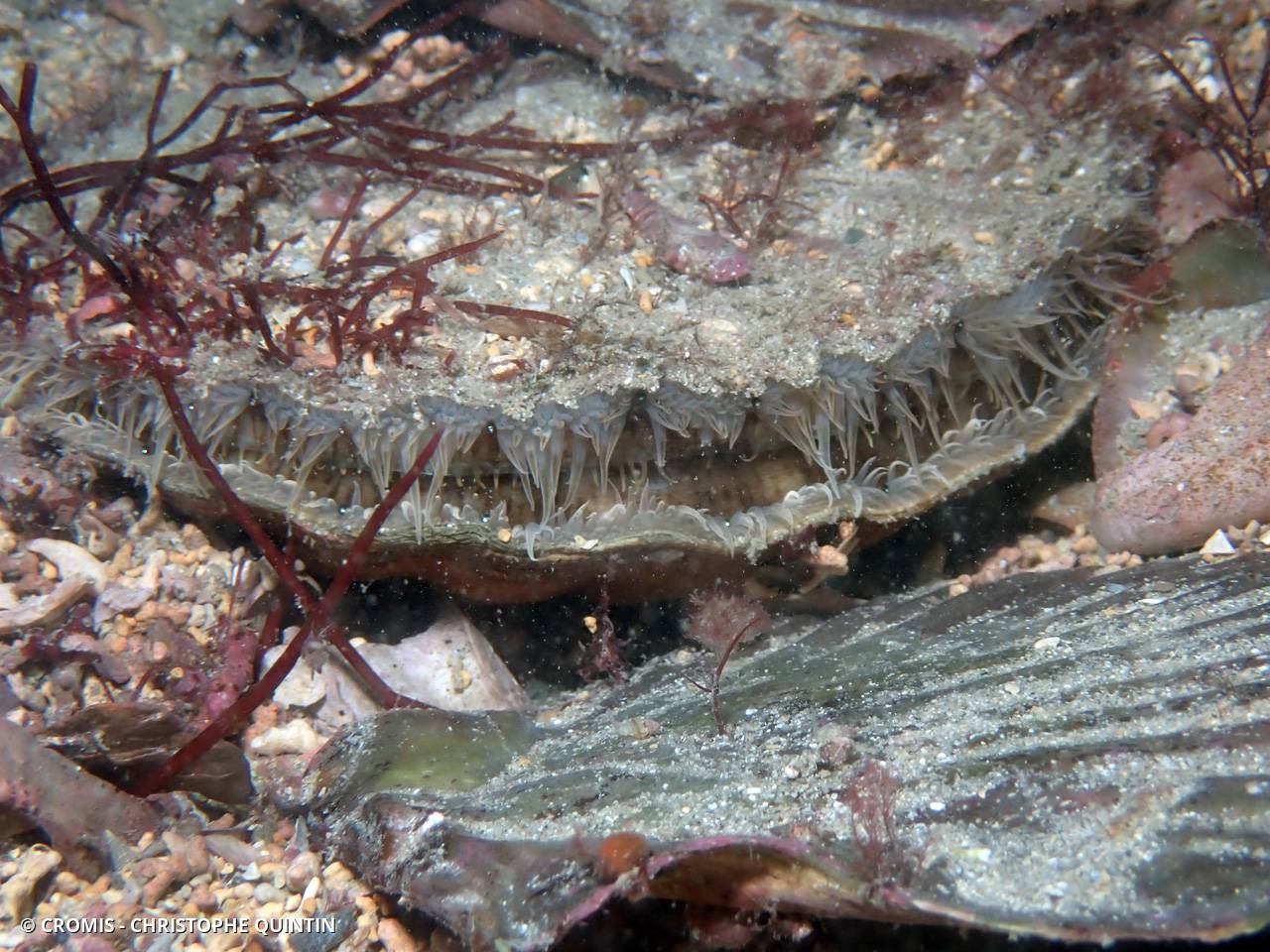 Coquille Saint-Jacques de l'Atlantique