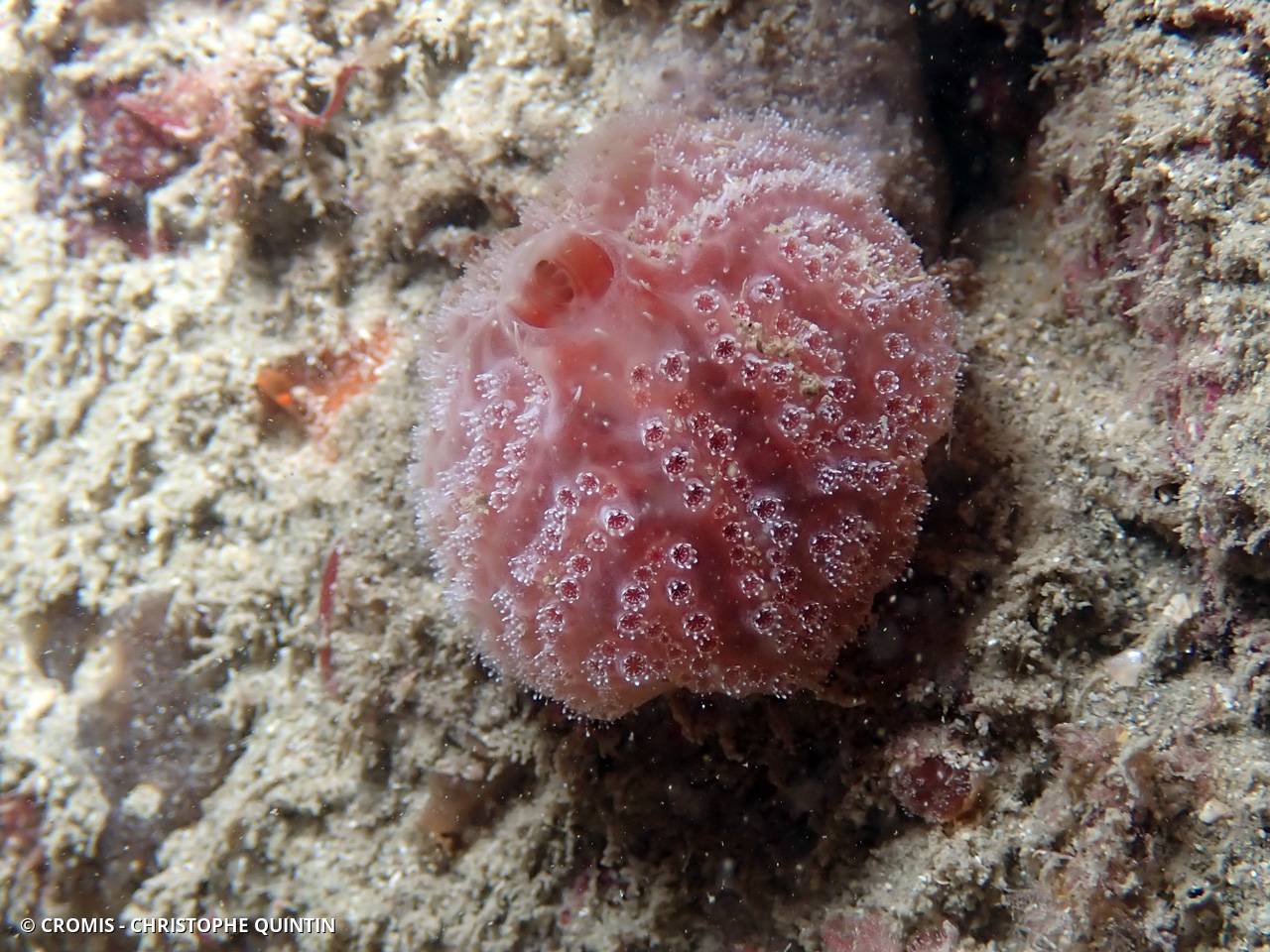 Fraise de mer