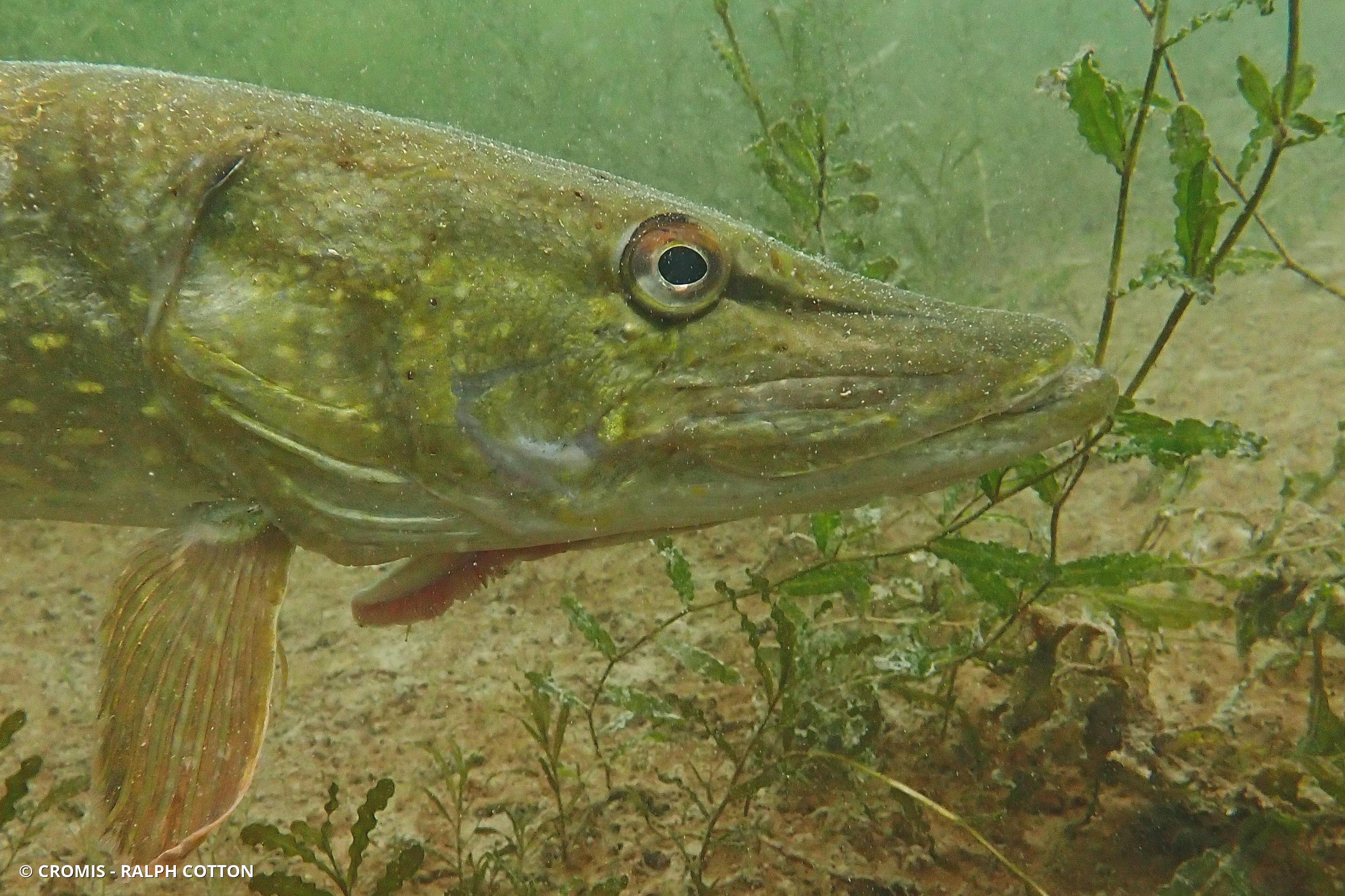 Brochet