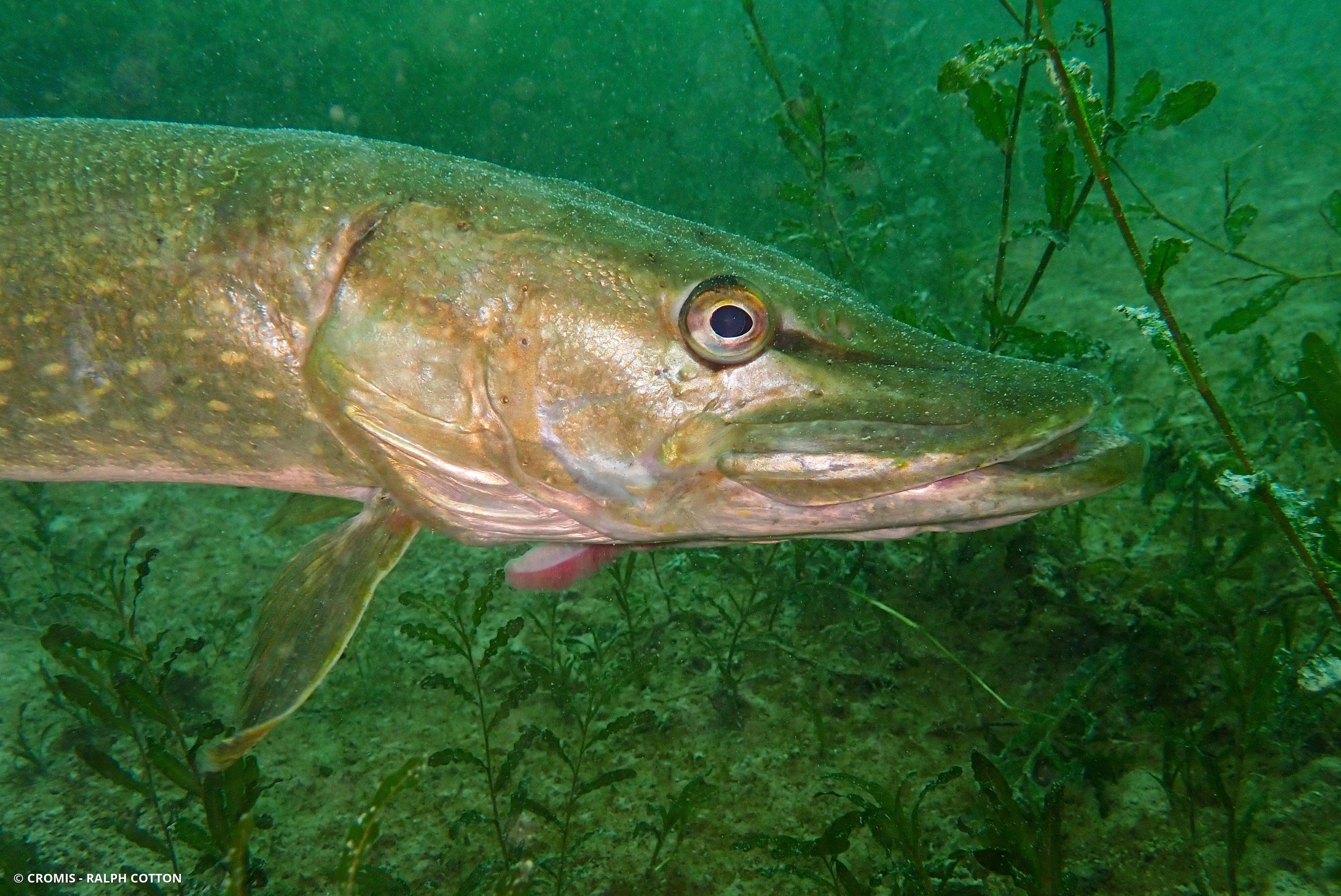 Brochet