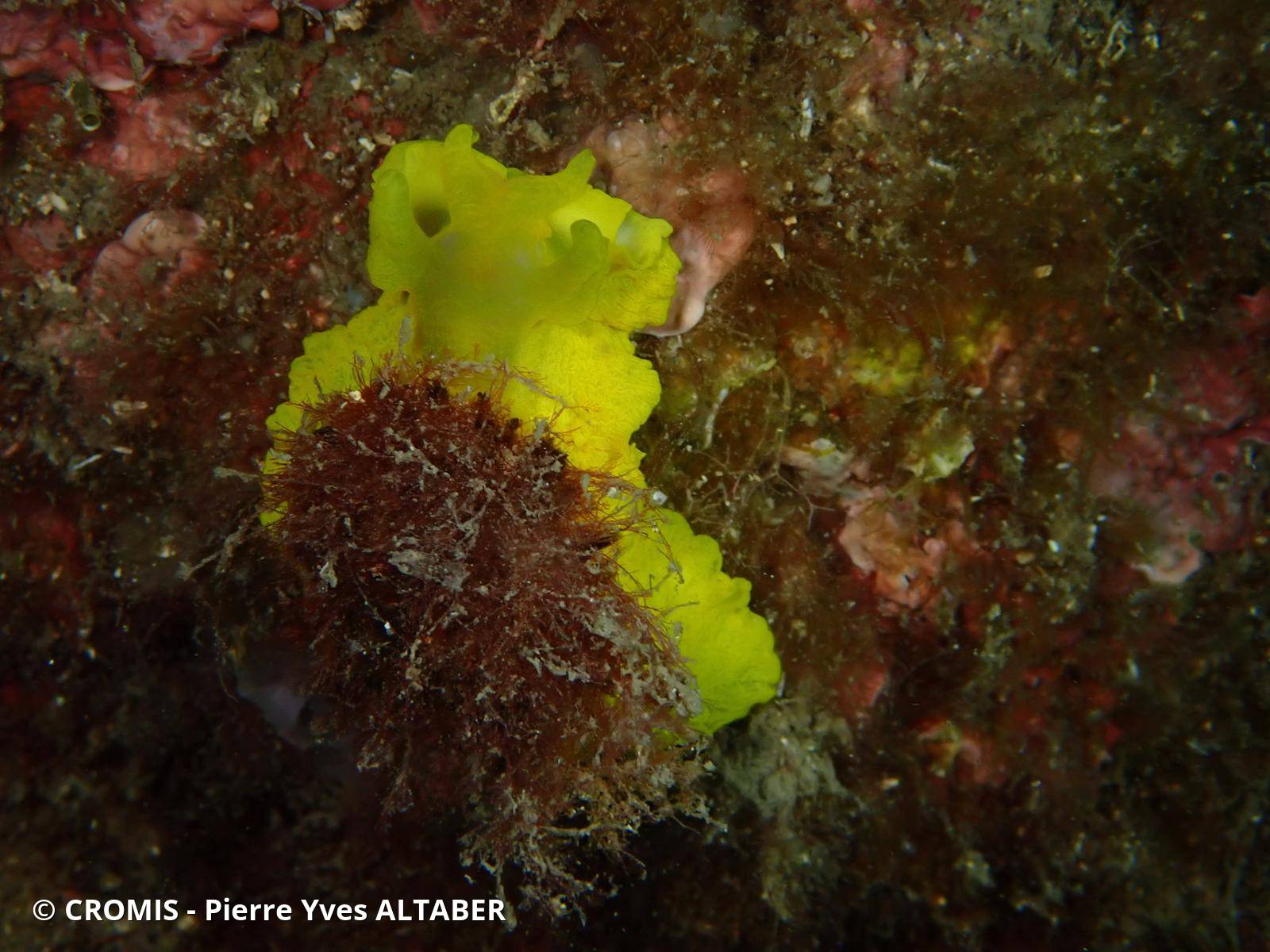 Tylodine jaune