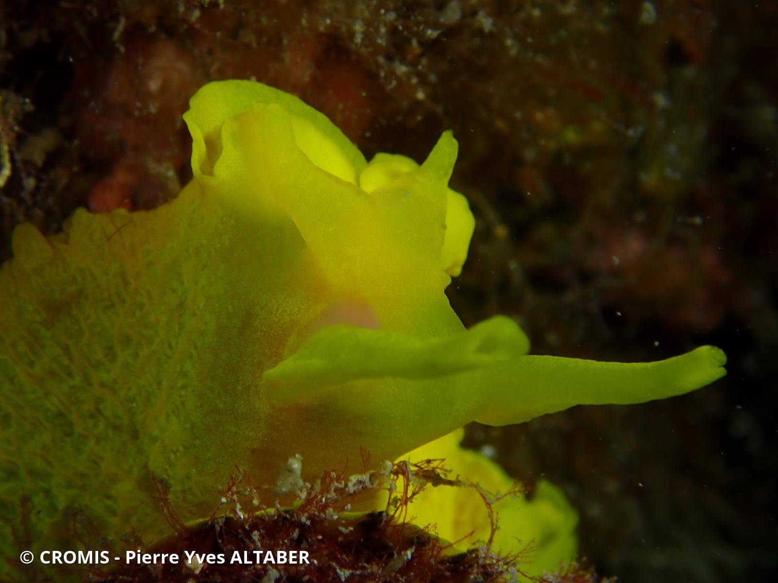 Tylodine jaune
