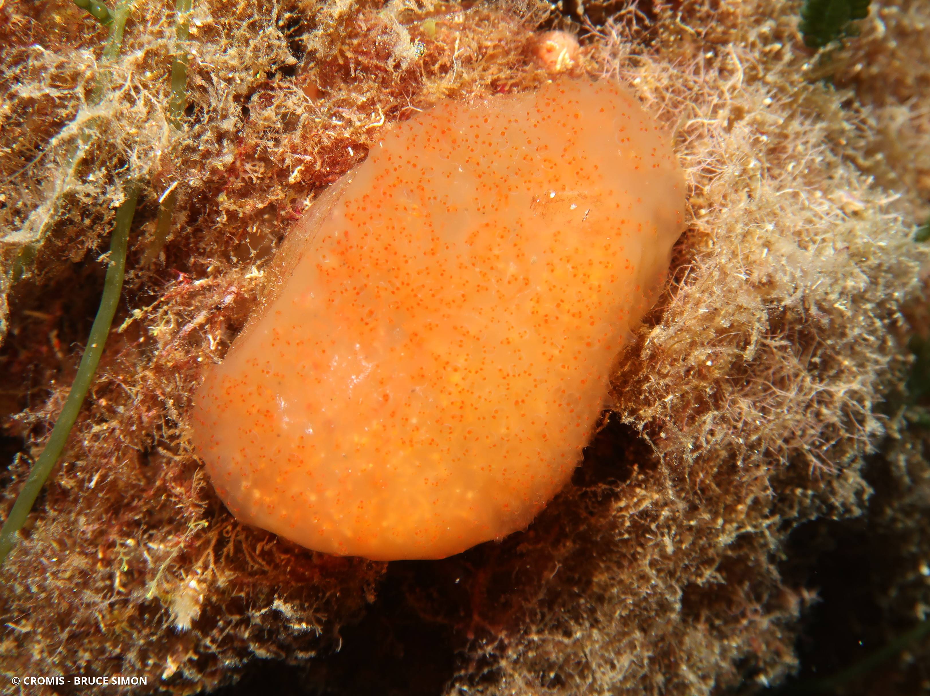 Aplidium conique