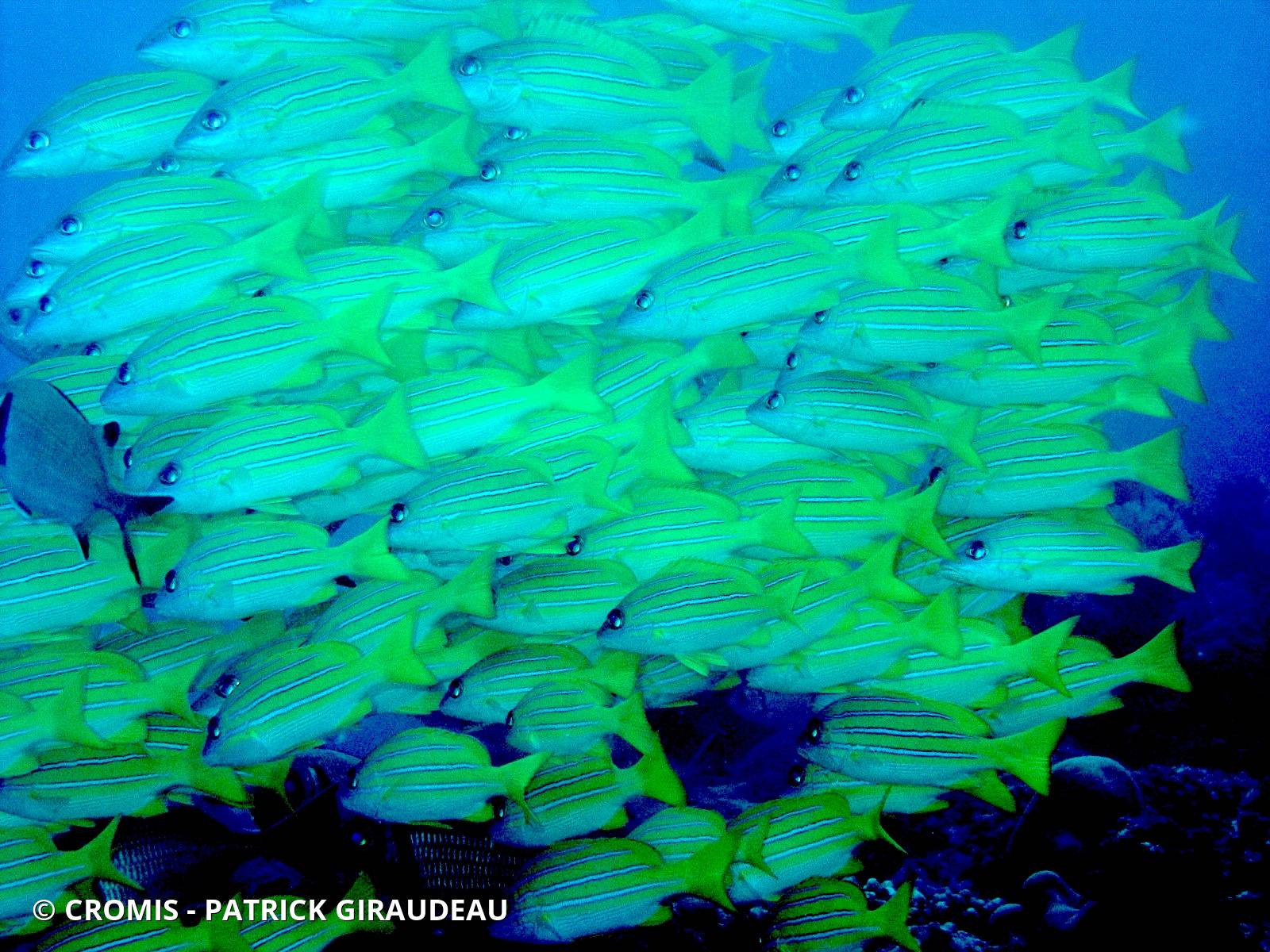 Vivaneau à raies bleues